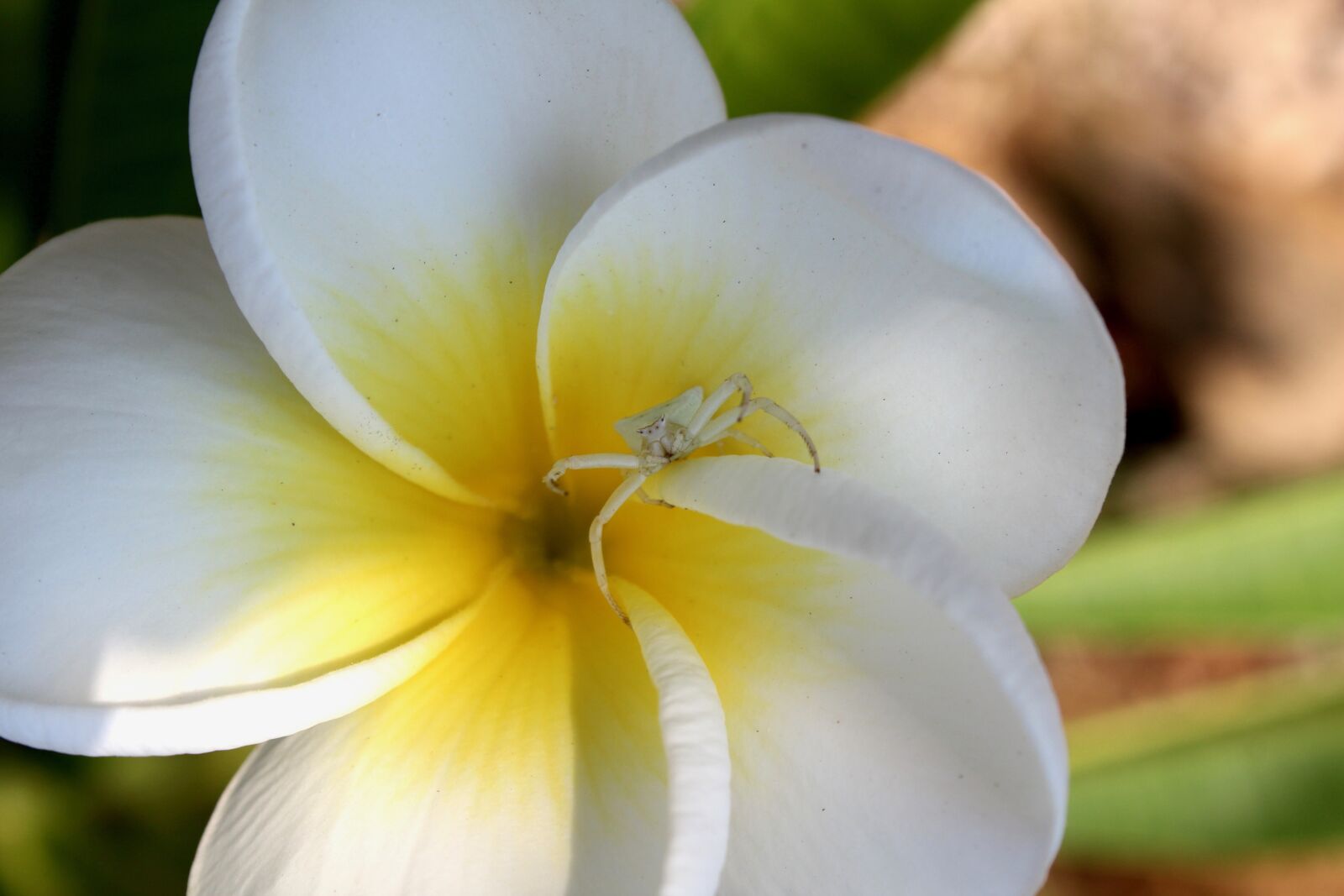 Canon EOS 600D (Rebel EOS T3i / EOS Kiss X5) sample photo. Spider, flower, nature photography