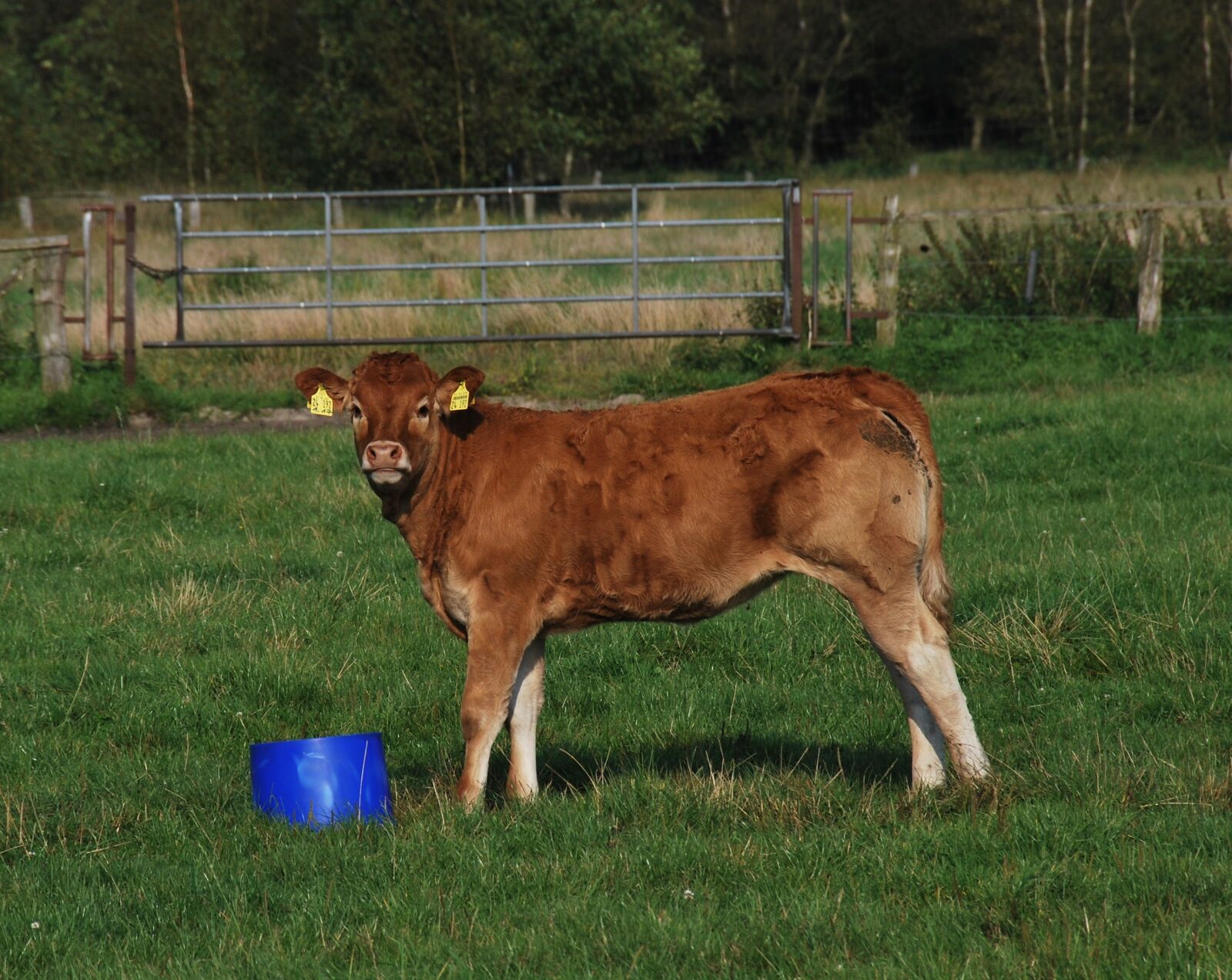 Nikon D60 sample photo. Nature, agriculture, calf photography