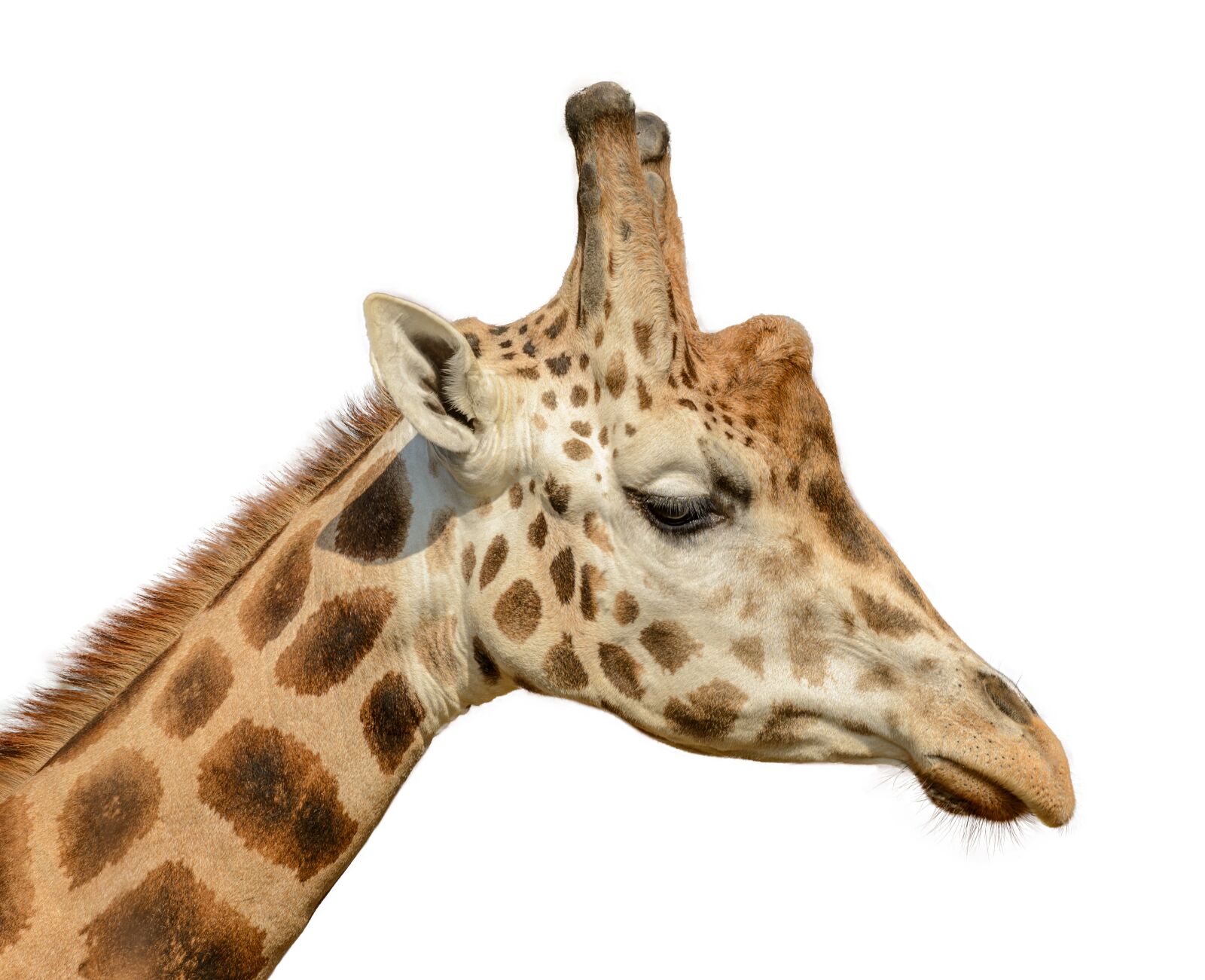 Nikon D800E sample photo. Giraffe, portrait, neck photography