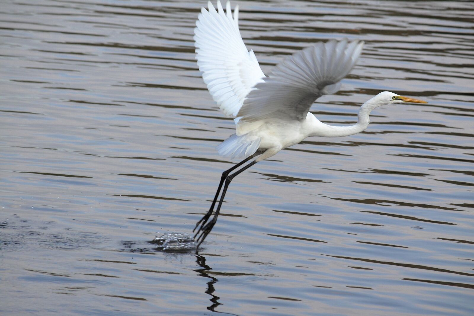 Canon EOS 50D sample photo. New, wildlife, the body photography