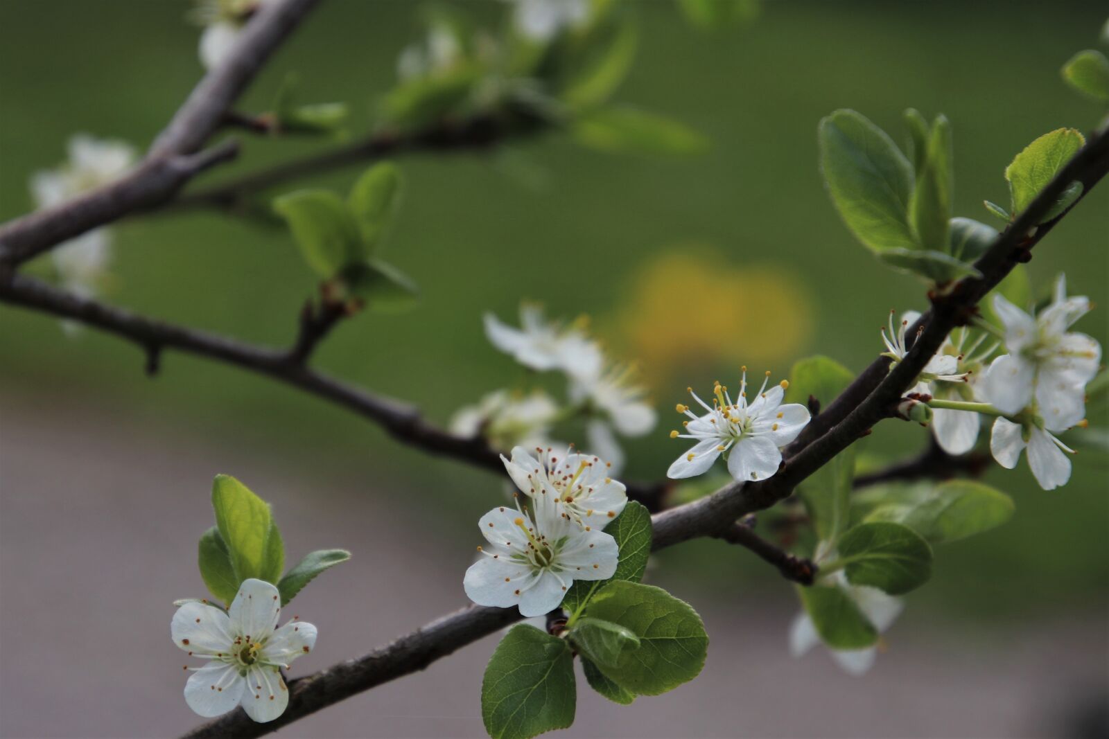 Canon EOS 80D sample photo. Fruit, flowers, flowering photography
