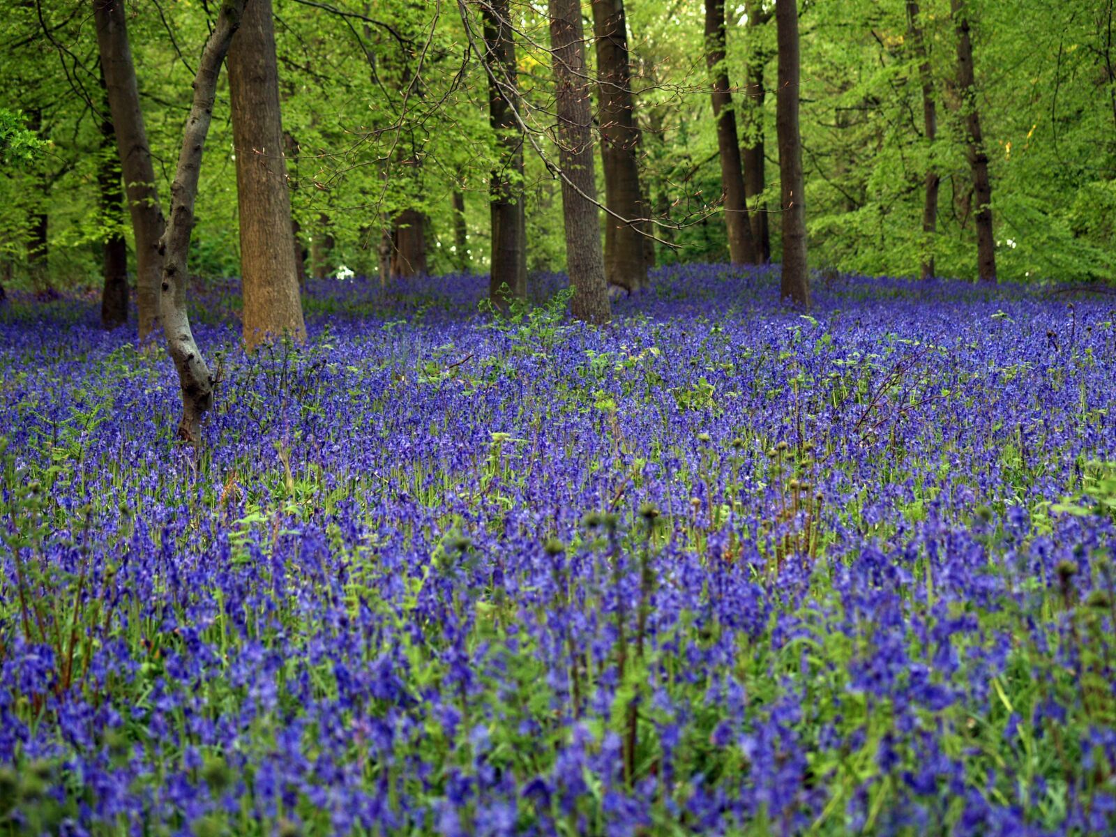Olympus E-500 (EVOLT E-500) sample photo. Bluebell, wood, in autumn photography