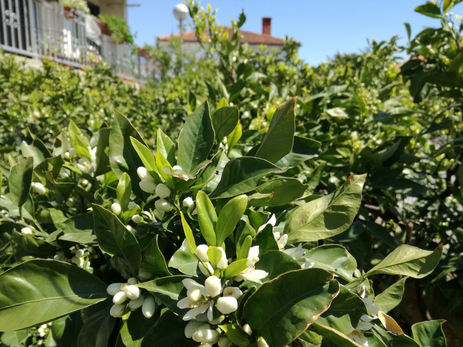 HUAWEI VNS-L21 sample photo