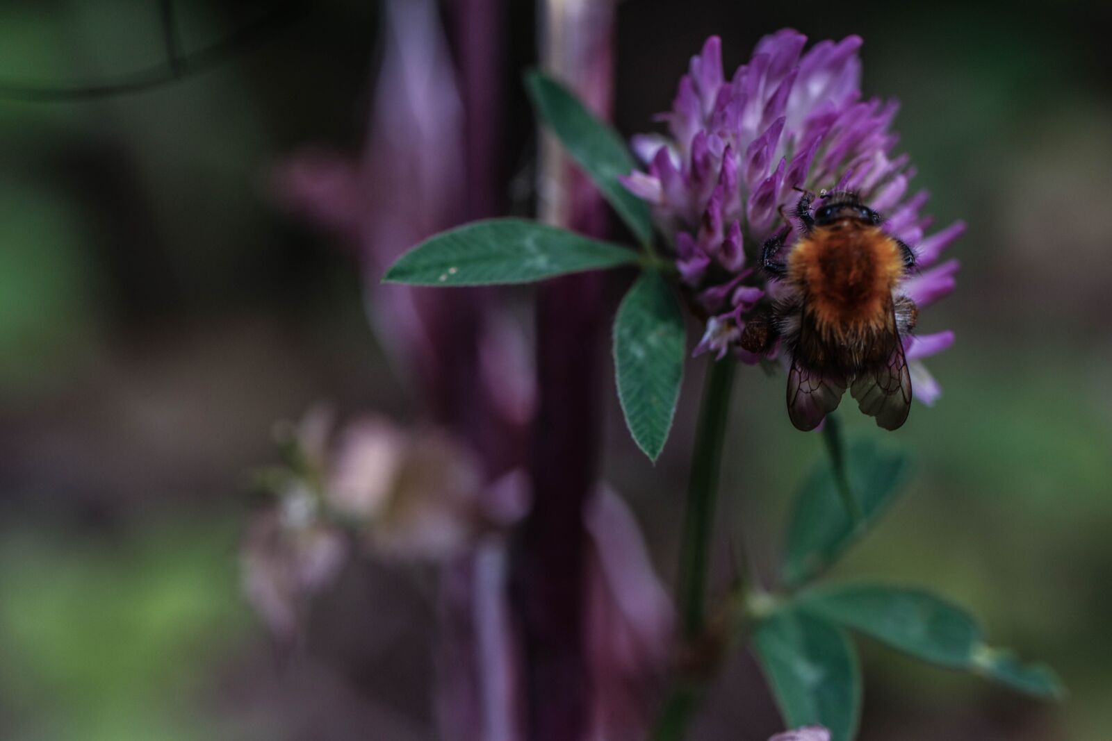 Canon EOS 7D Mark II sample photo. Bumblebee, flower, insect photography