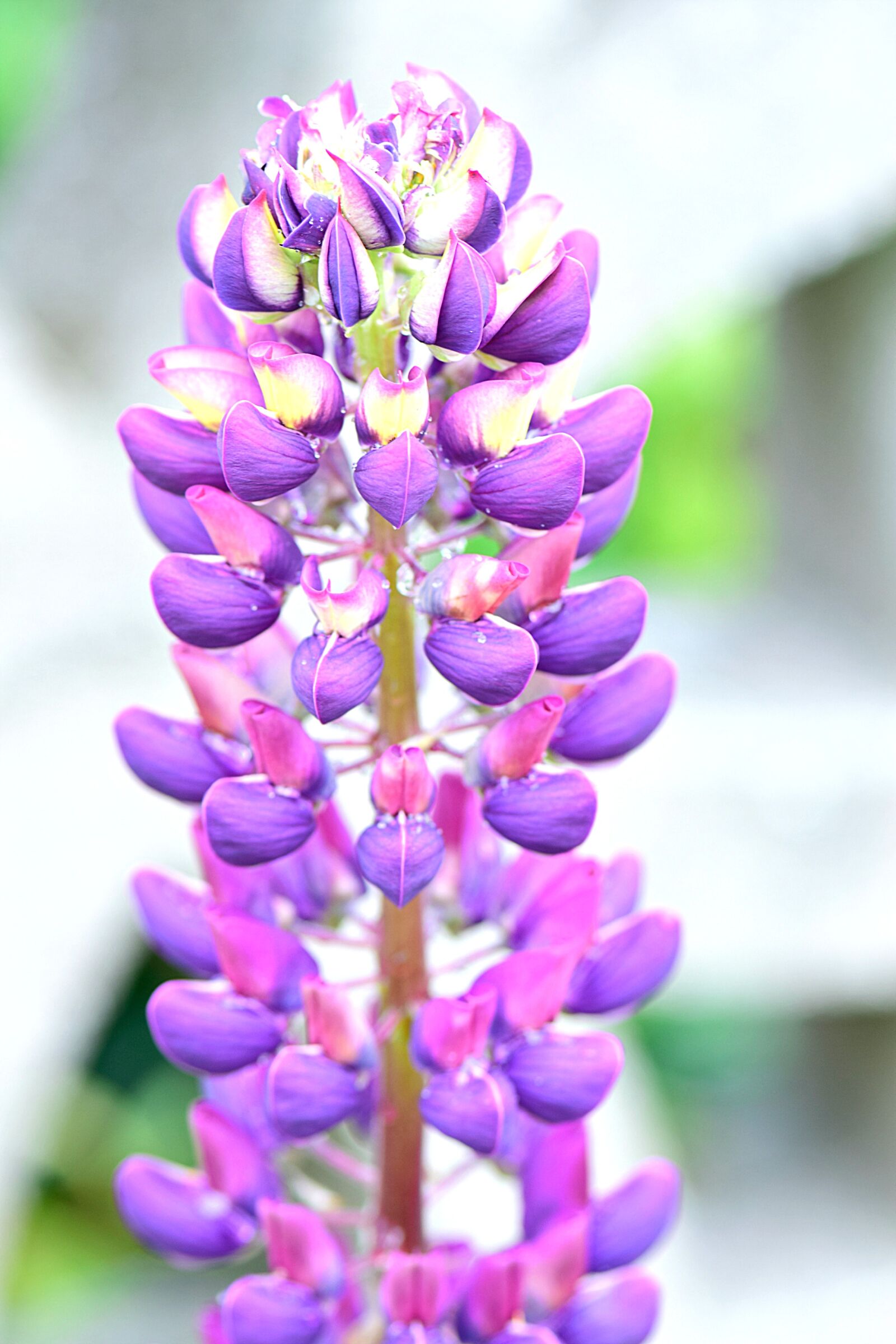Nikon D5300 sample photo. Lupin, lupine, flowers photography