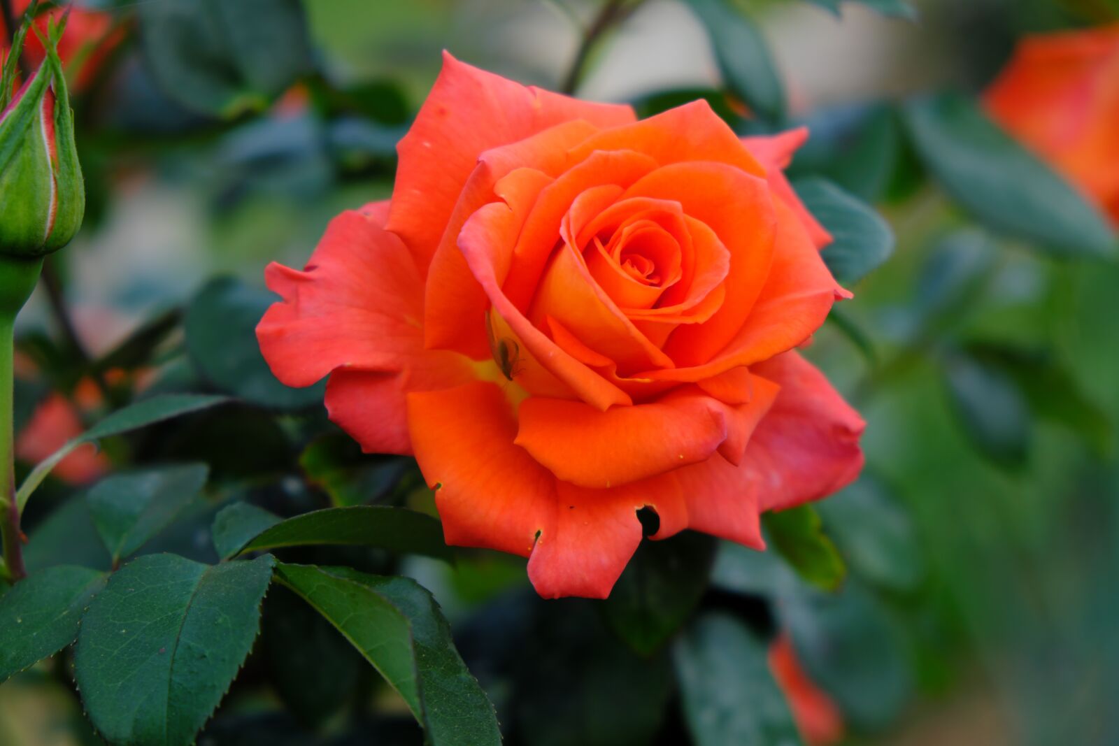 Fujifilm X-T2 sample photo. Rose, orange, flower photography