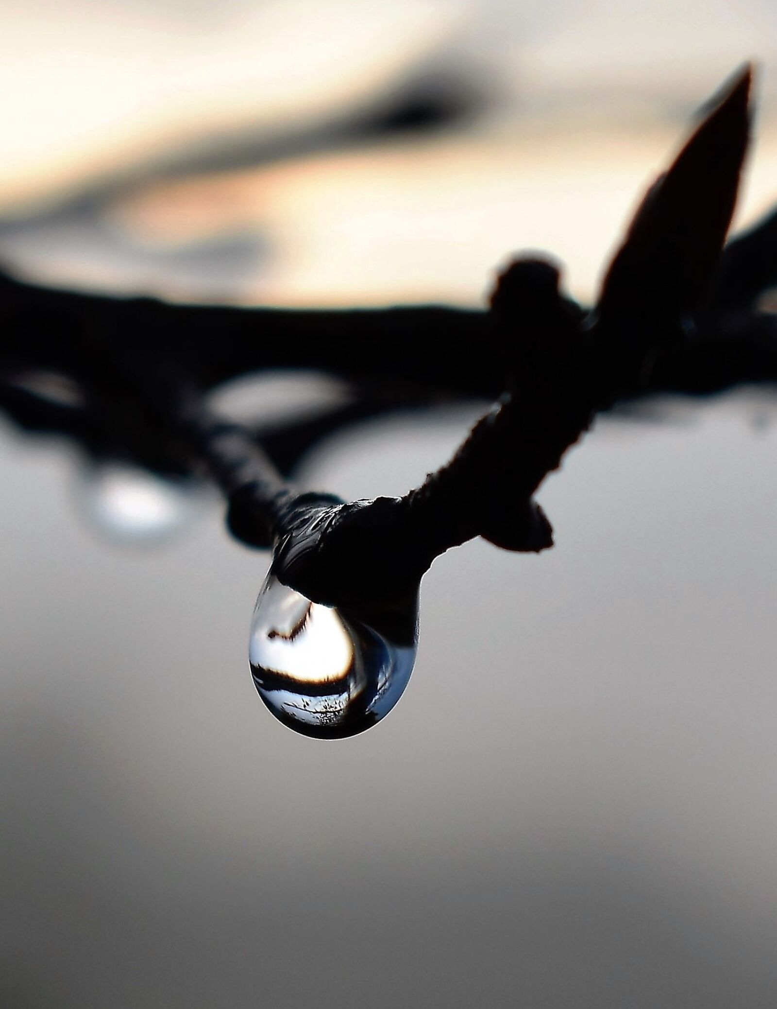 Nikon D5500 sample photo. Drop of water, dew photography