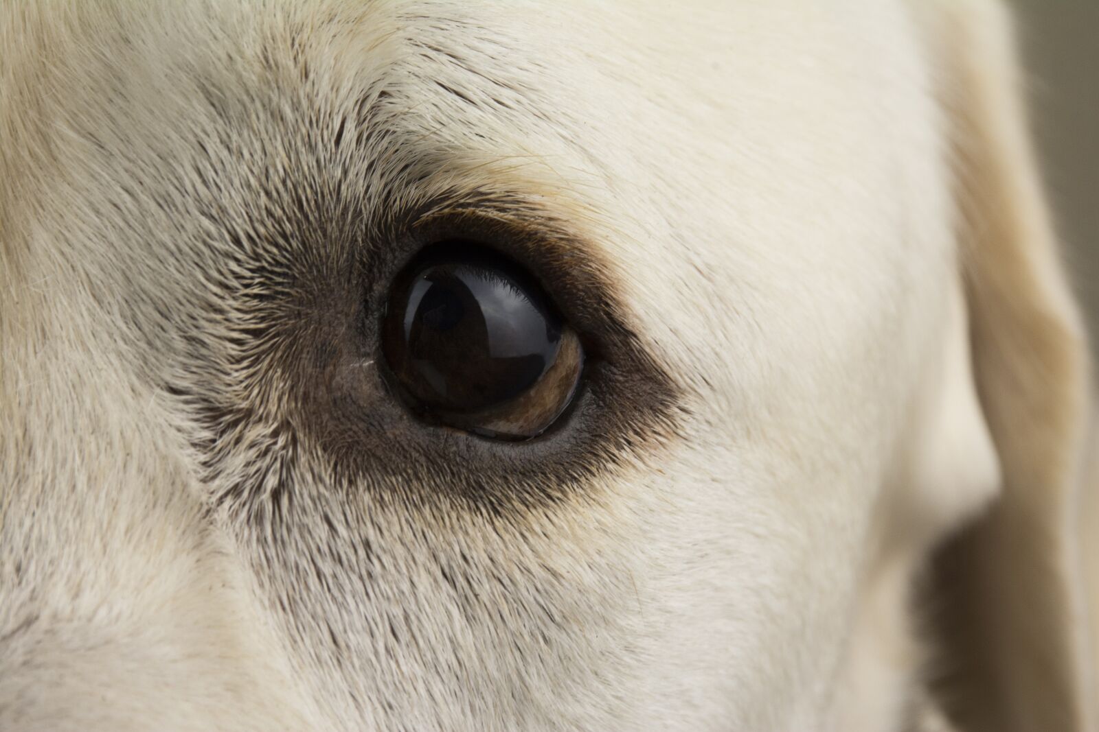Nikon D7100 sample photo. Dog, labrador, animal photography