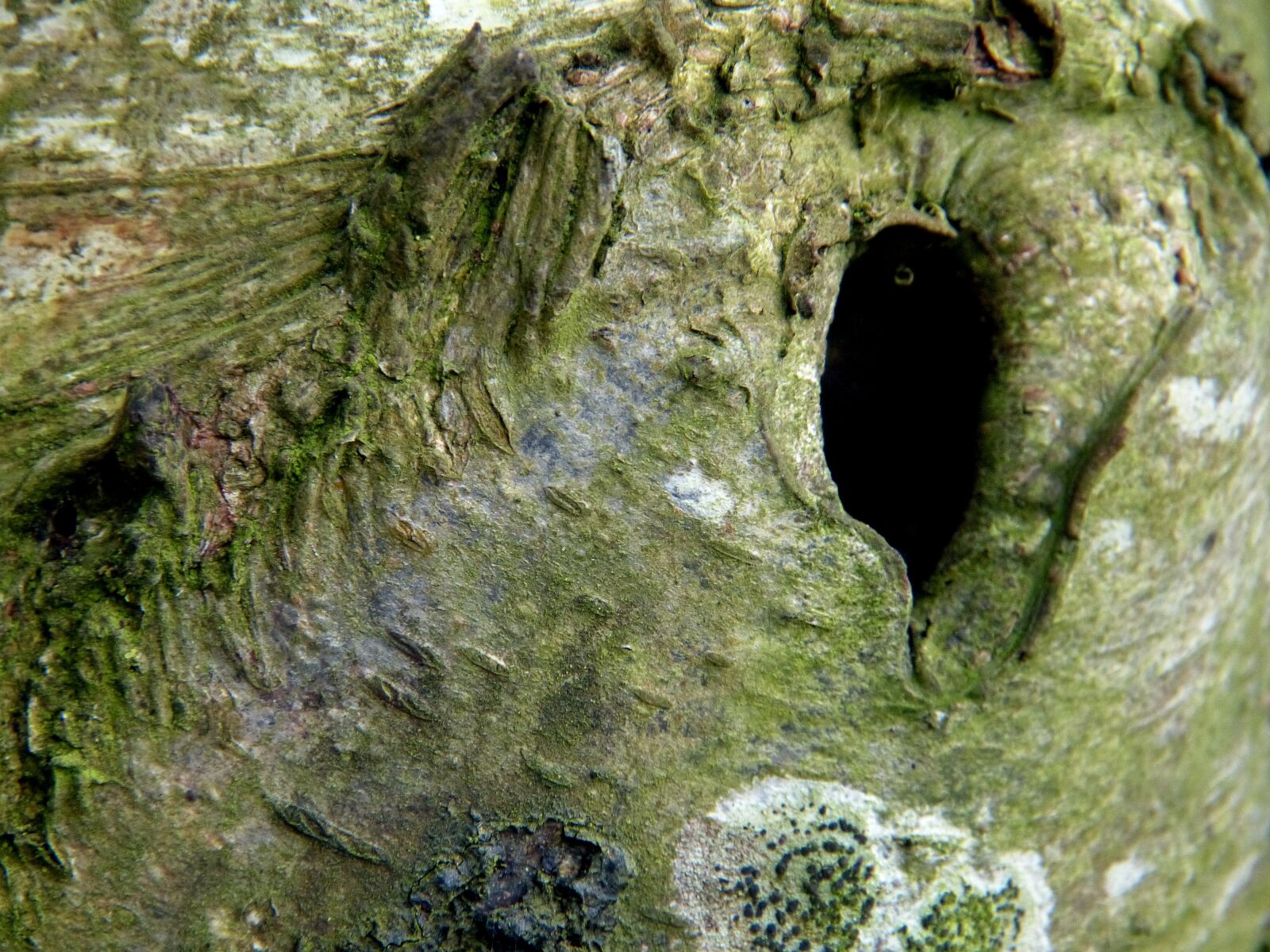 Panasonic Lumix DMC-FZ150 sample photo. Tree, branch, spirit photography