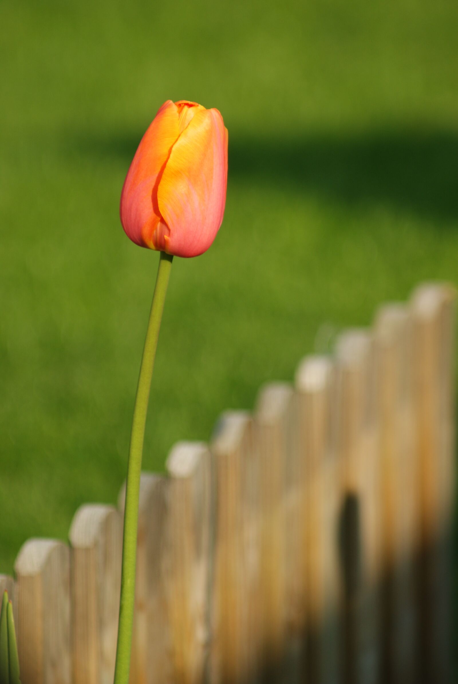 Sony Alpha DSLR-A300 sample photo. Flower, spring, nature photography