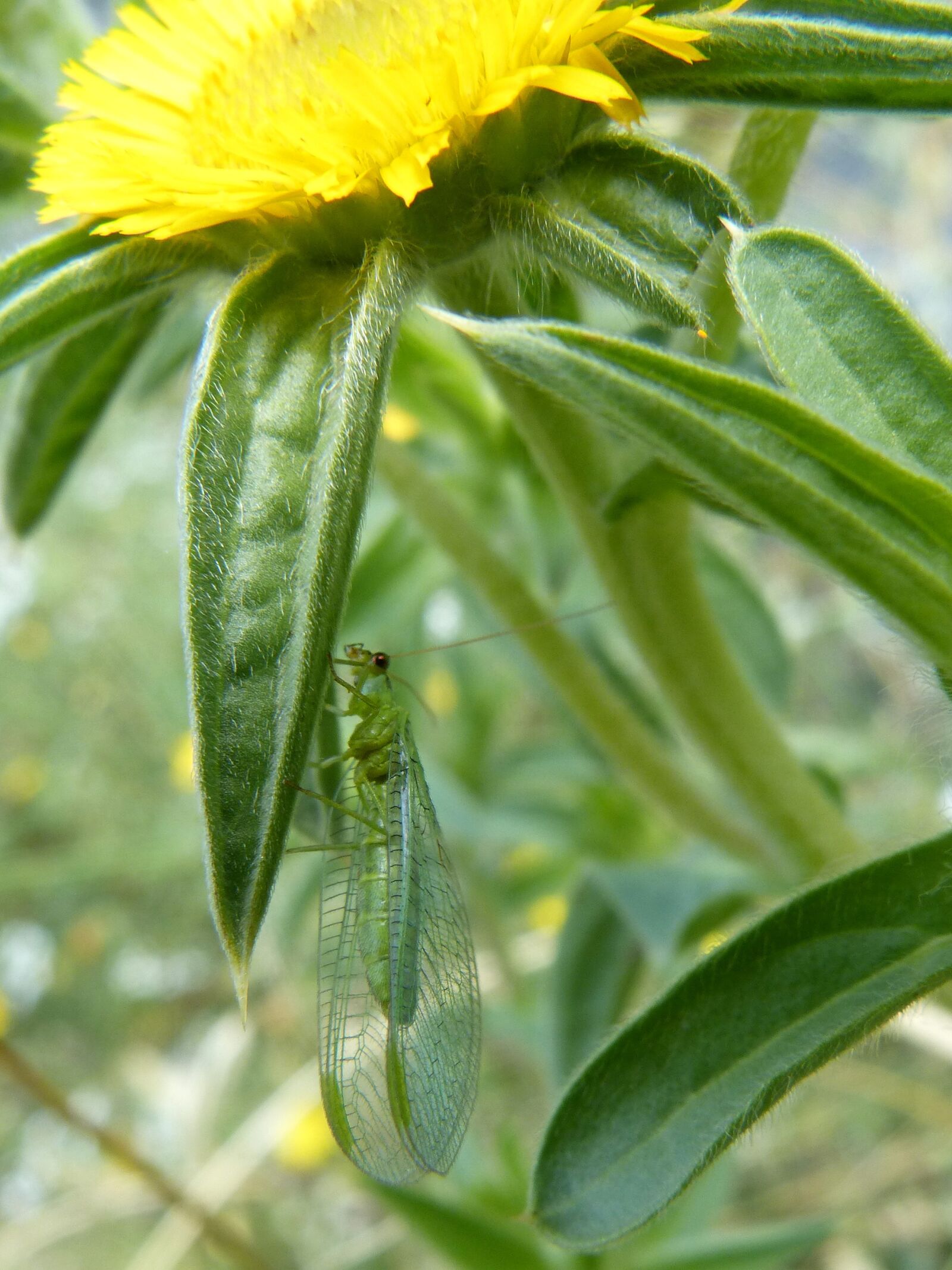Panasonic DMC-FZ62 sample photo. Insect, green bug, wings photography