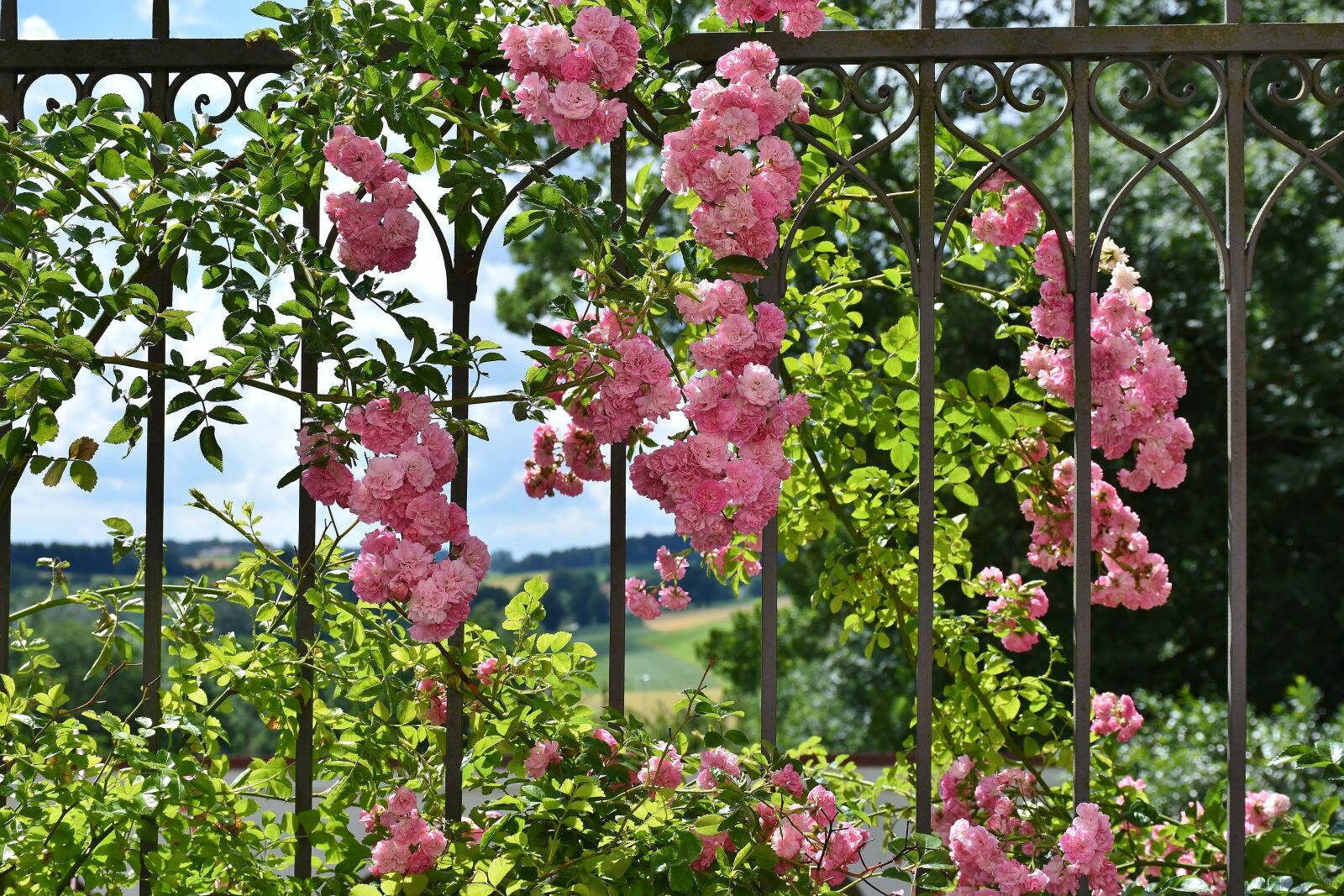 Nikon D7200 sample photo. Rose, pink, rose flower photography