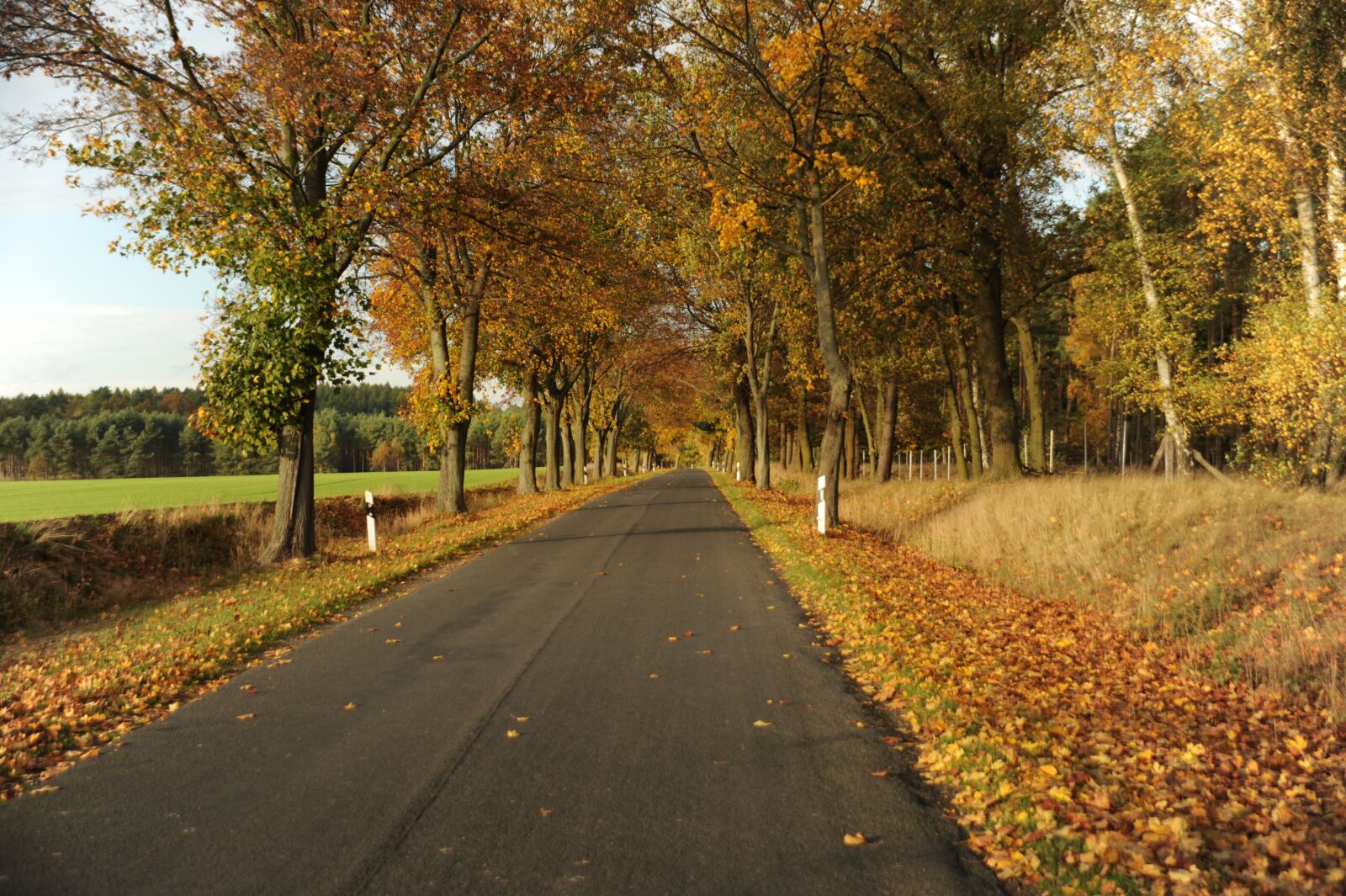 Nikon D700 sample photo. Landscape, autumn, golden autumn photography