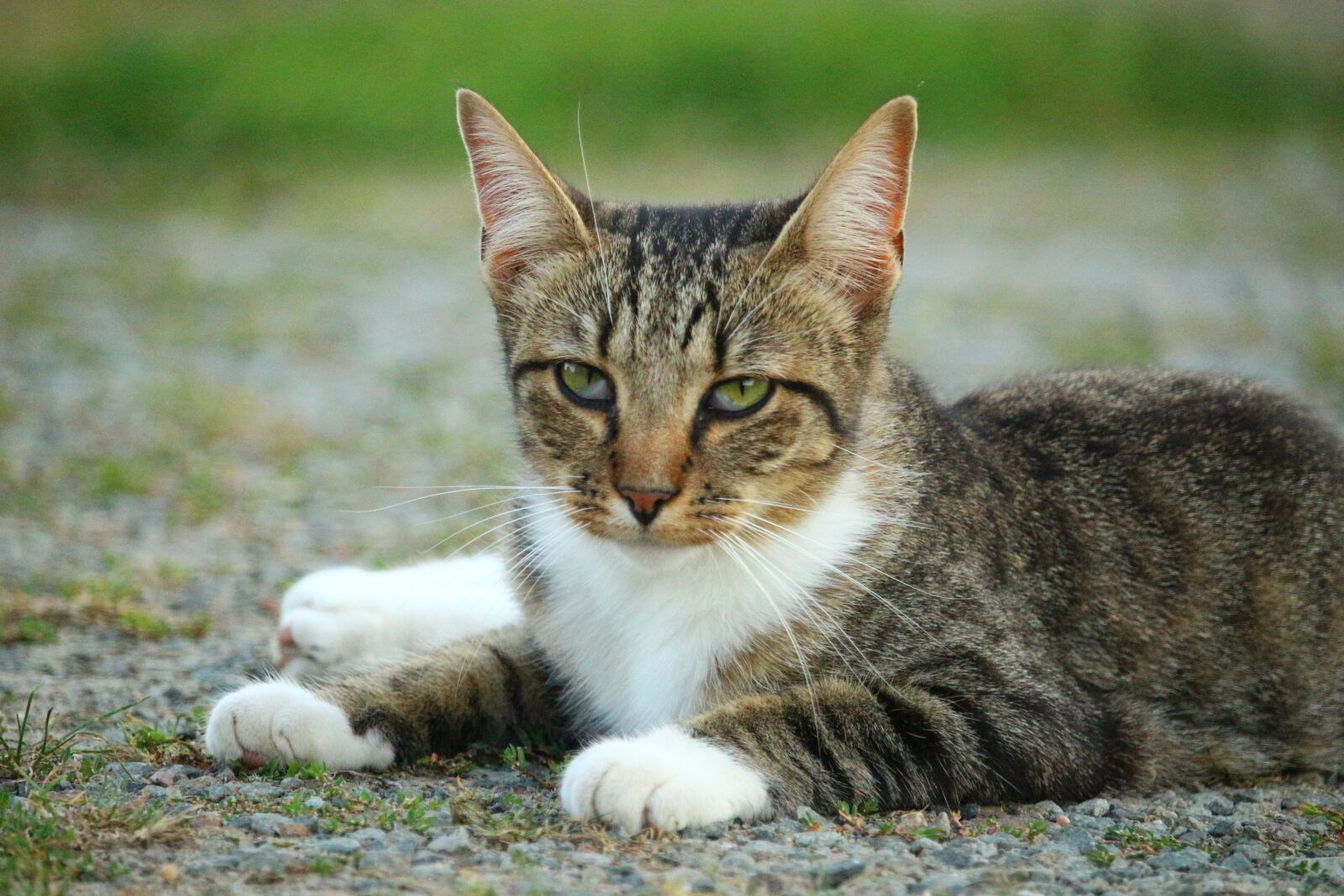Canon EOS 100D (EOS Rebel SL1 / EOS Kiss X7) sample photo. Cat, kitten, mieze photography