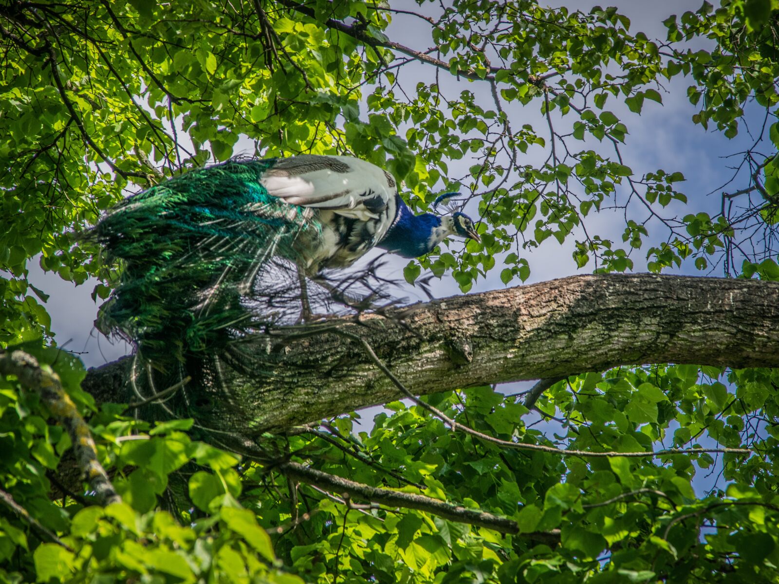 Nikon D5300 sample photo. Peacock, bird, feather photography