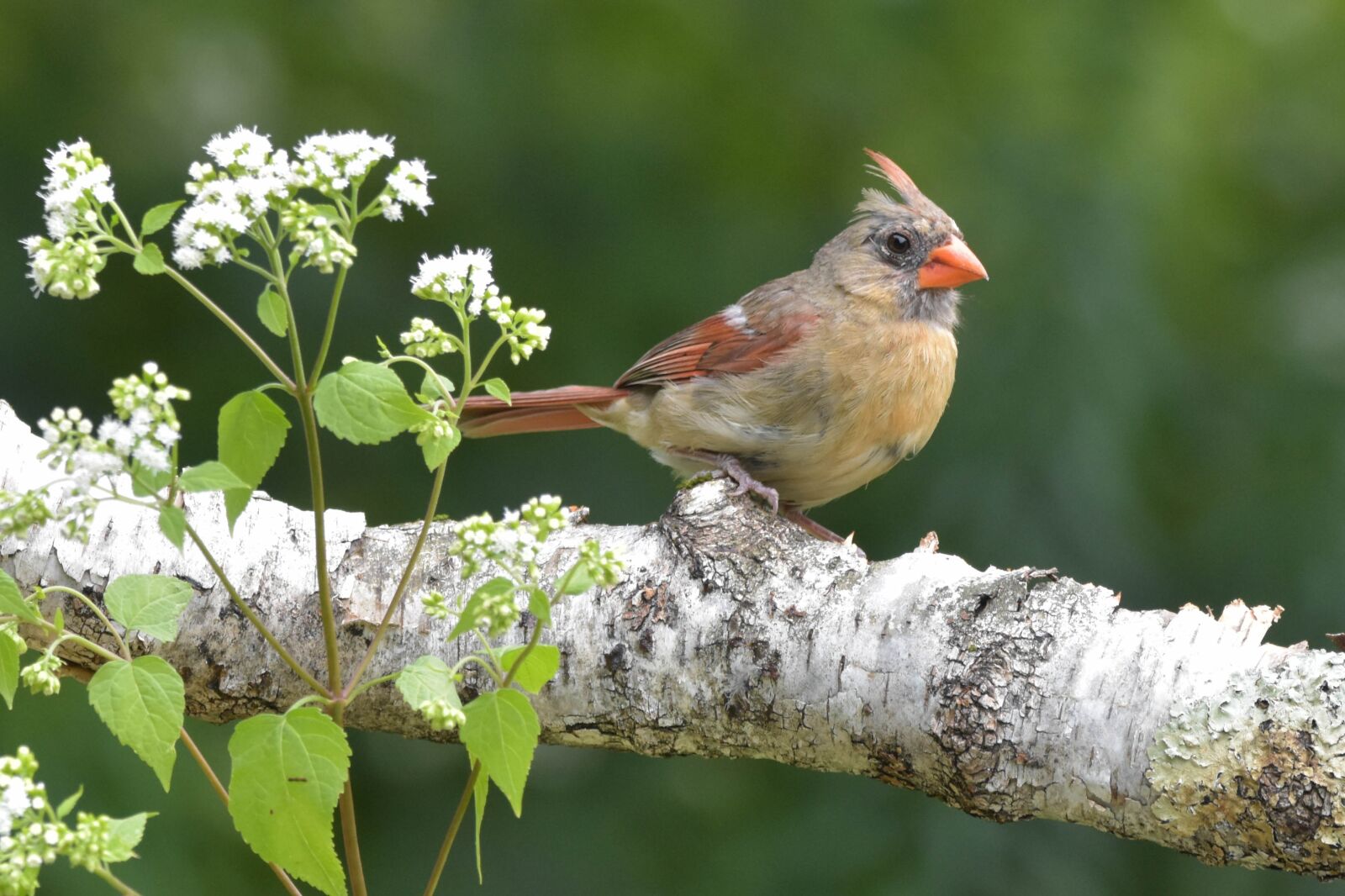 Nikon D3400 sample photo. Bird, female cardinal, nature photography
