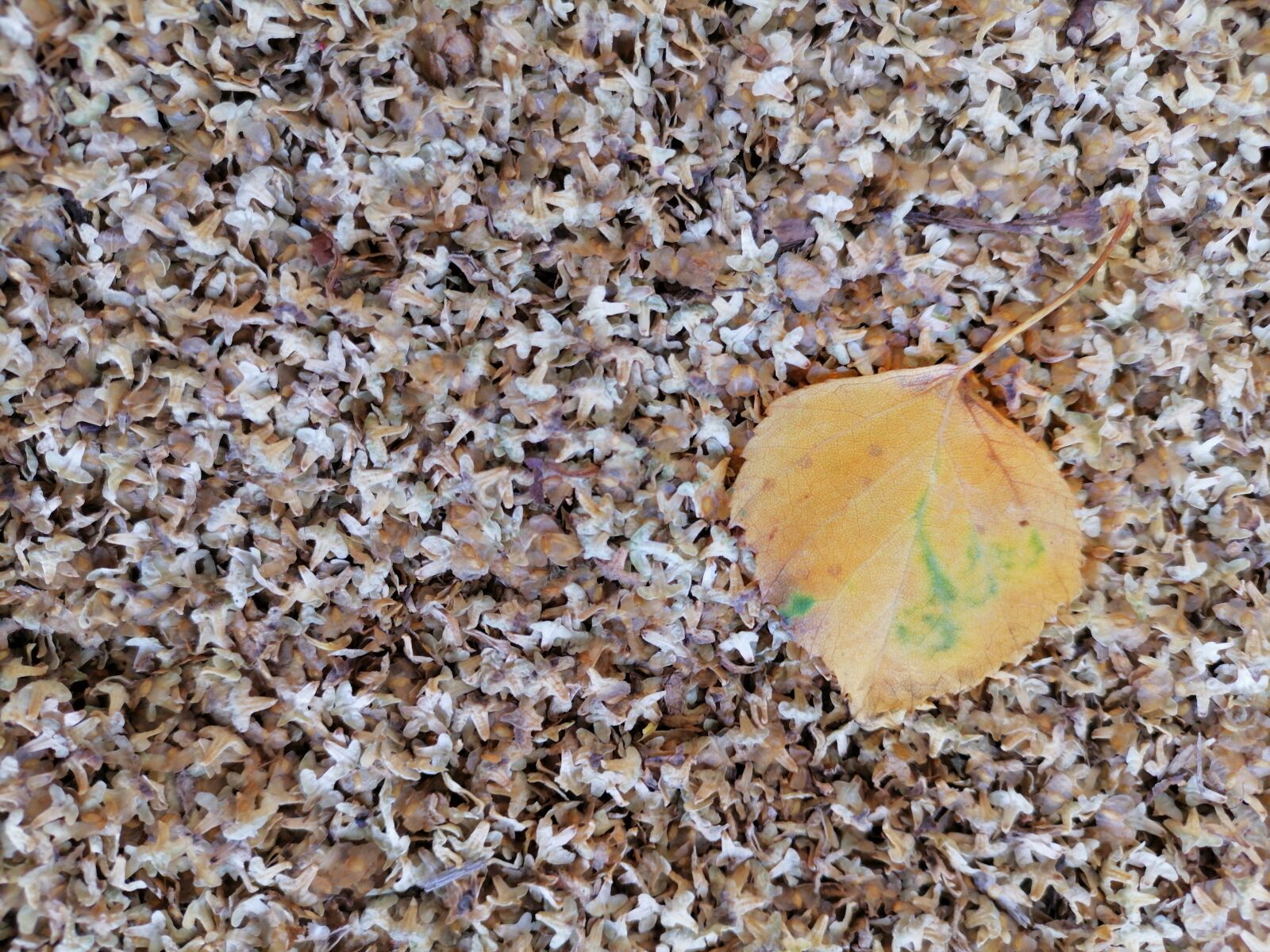 HUAWEI ART-L29 sample photo. Autumn, autumn leaf, background photography