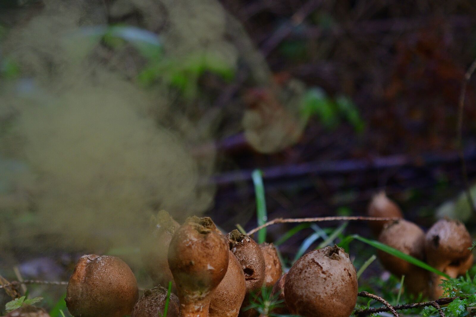 Nikon D5200 sample photo. Autumn, mushrooms, bovist photography