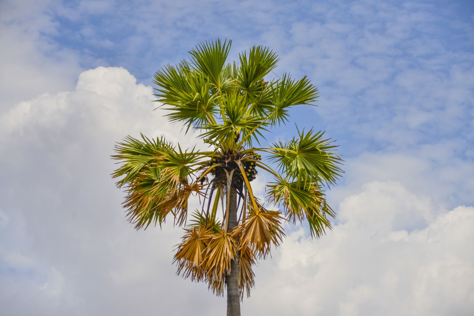 Nikon D800 sample photo. Palm tree, tree, clouds photography