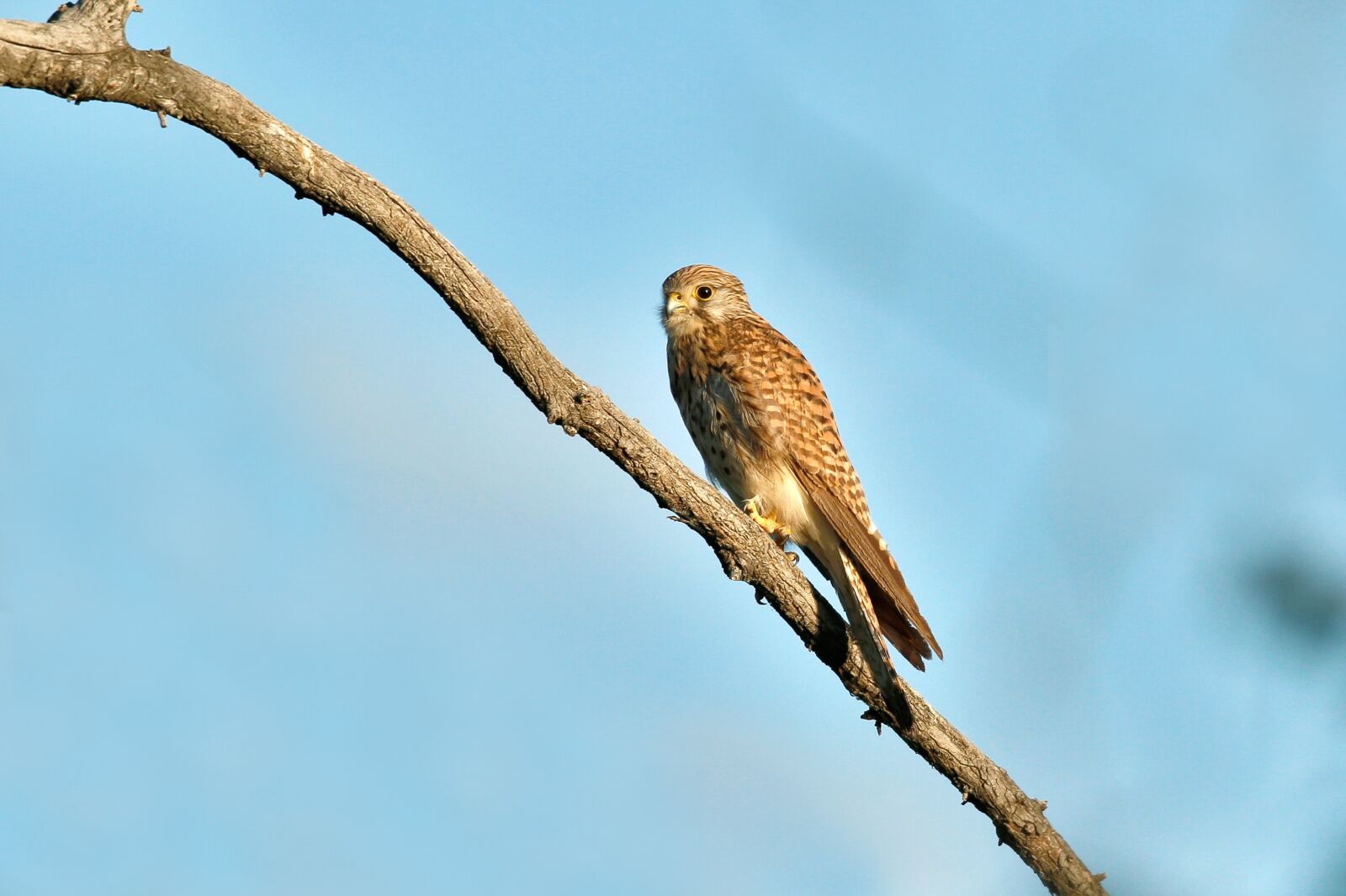 Canon EOS 5D Mark III sample photo. Birds of prey, kestrel photography