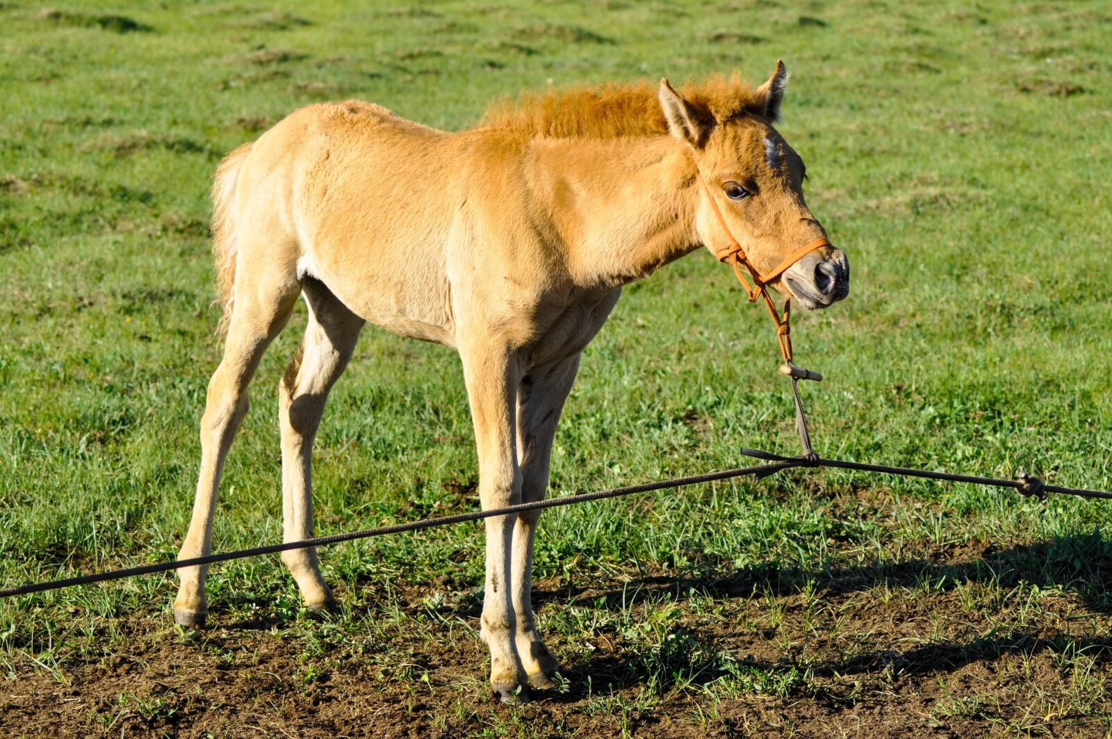 Nikon D90 sample photo. Foal, young, horse photography