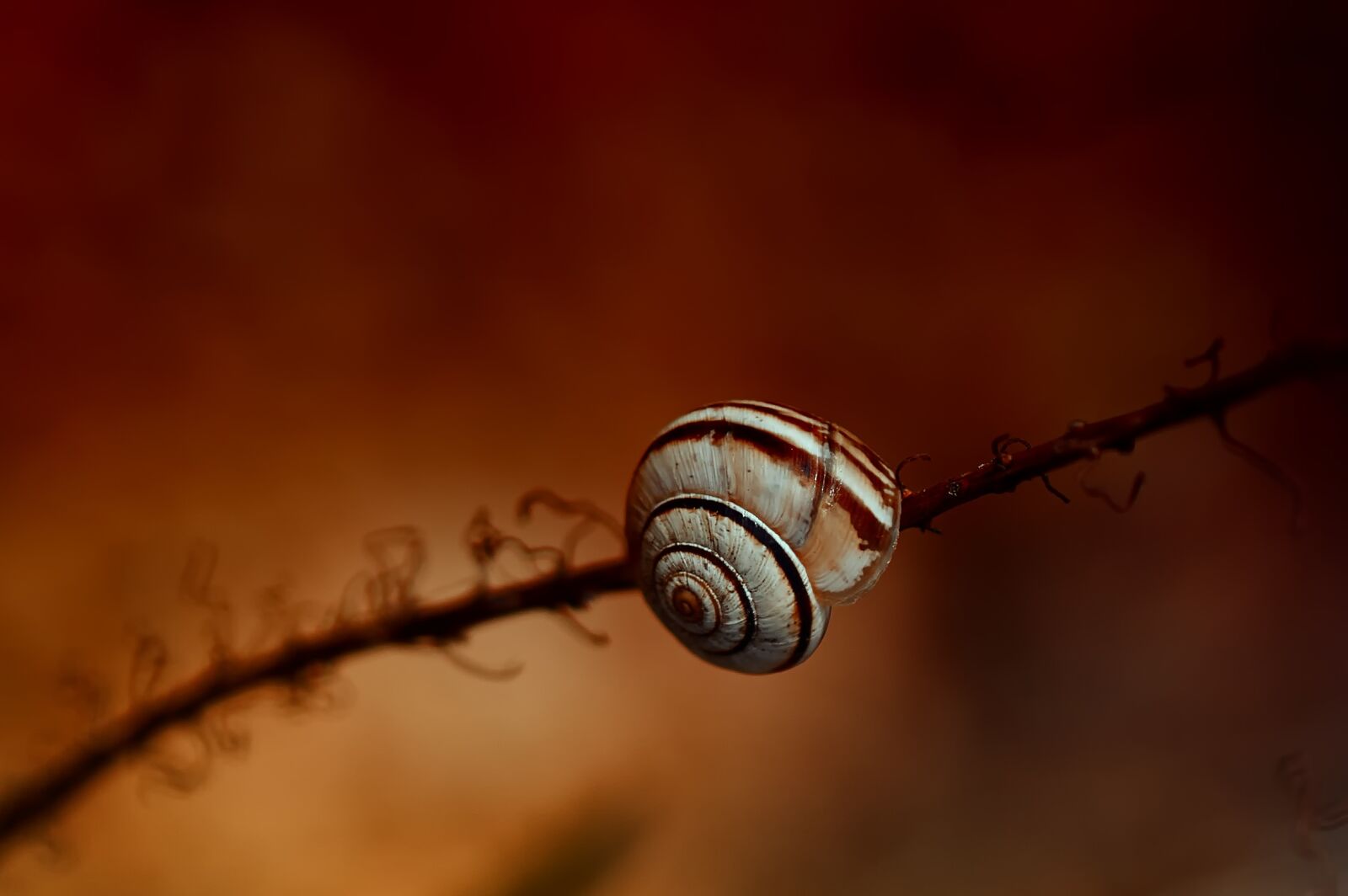 Canon EOS 1000D (EOS Digital Rebel XS / EOS Kiss F) sample photo. Nature, snail, shell photography
