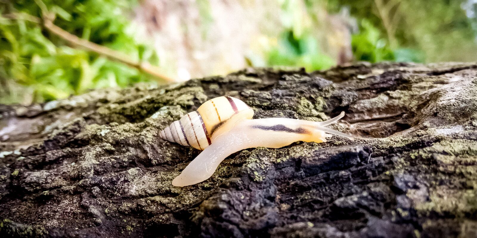 Xiaomi Redmi 6A sample photo. Snail, animal, tree photography