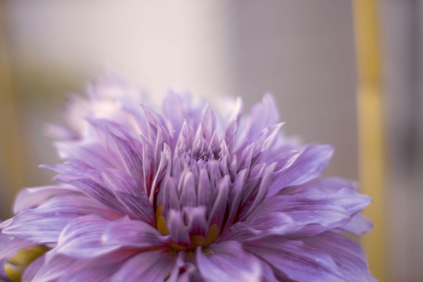 Nikon D3300 sample photo. Pink, flower, spring photography