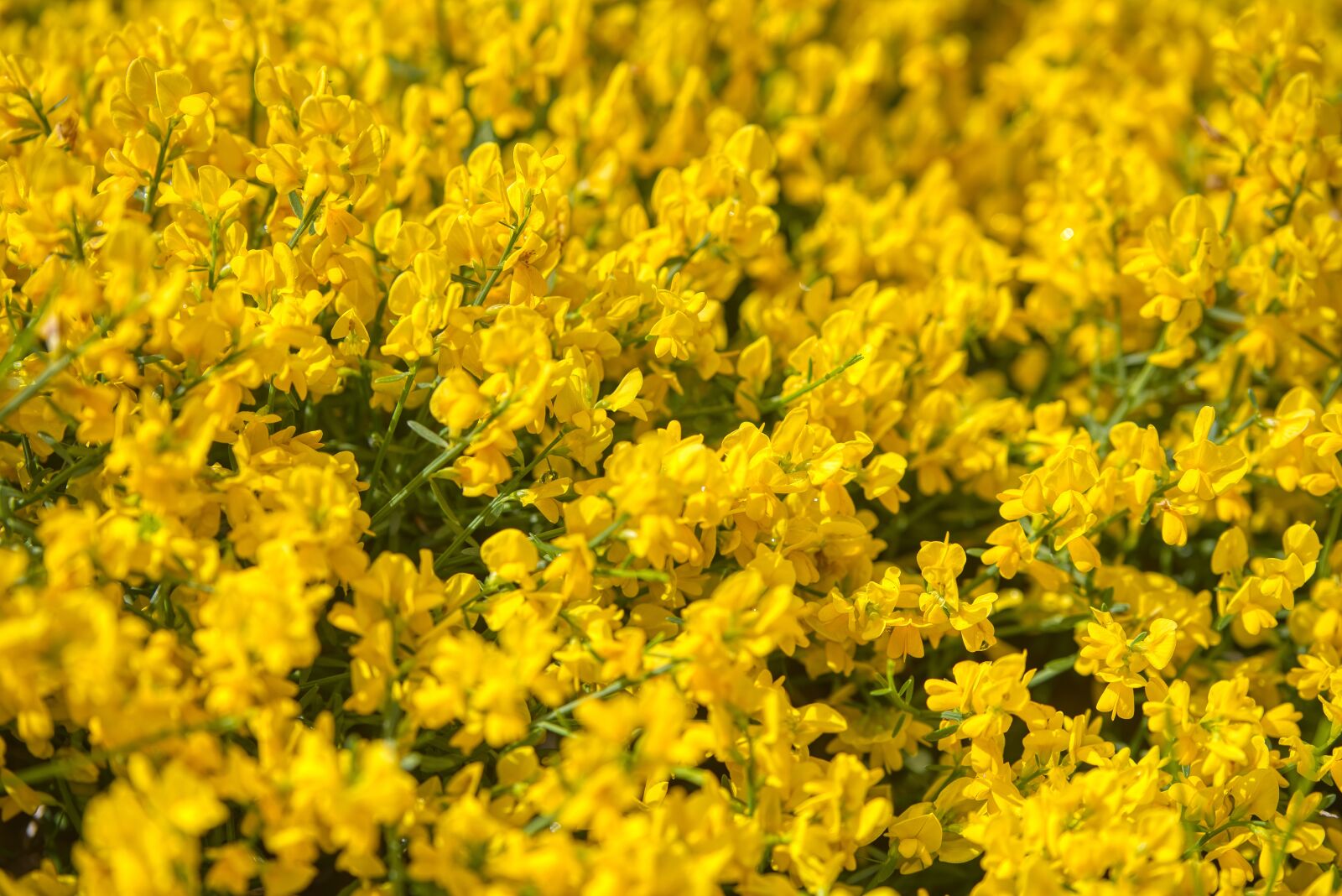 Nikon D750 sample photo. Flowers, spring, close photography