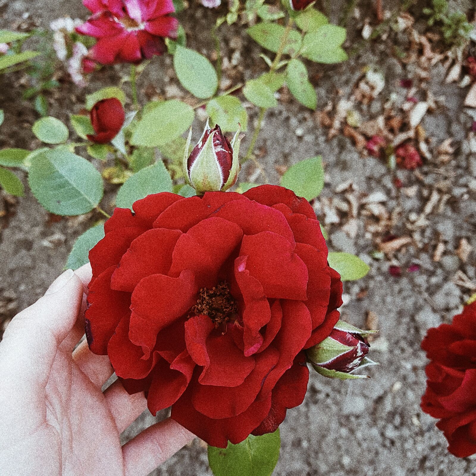 Samsung Galaxy S7 sample photo. Flower, red, garden photography