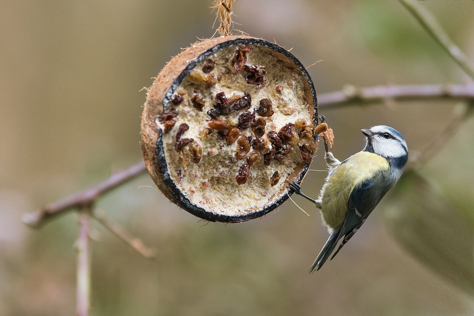 Sony a6500 sample photo. Blue tit, bird, tit photography