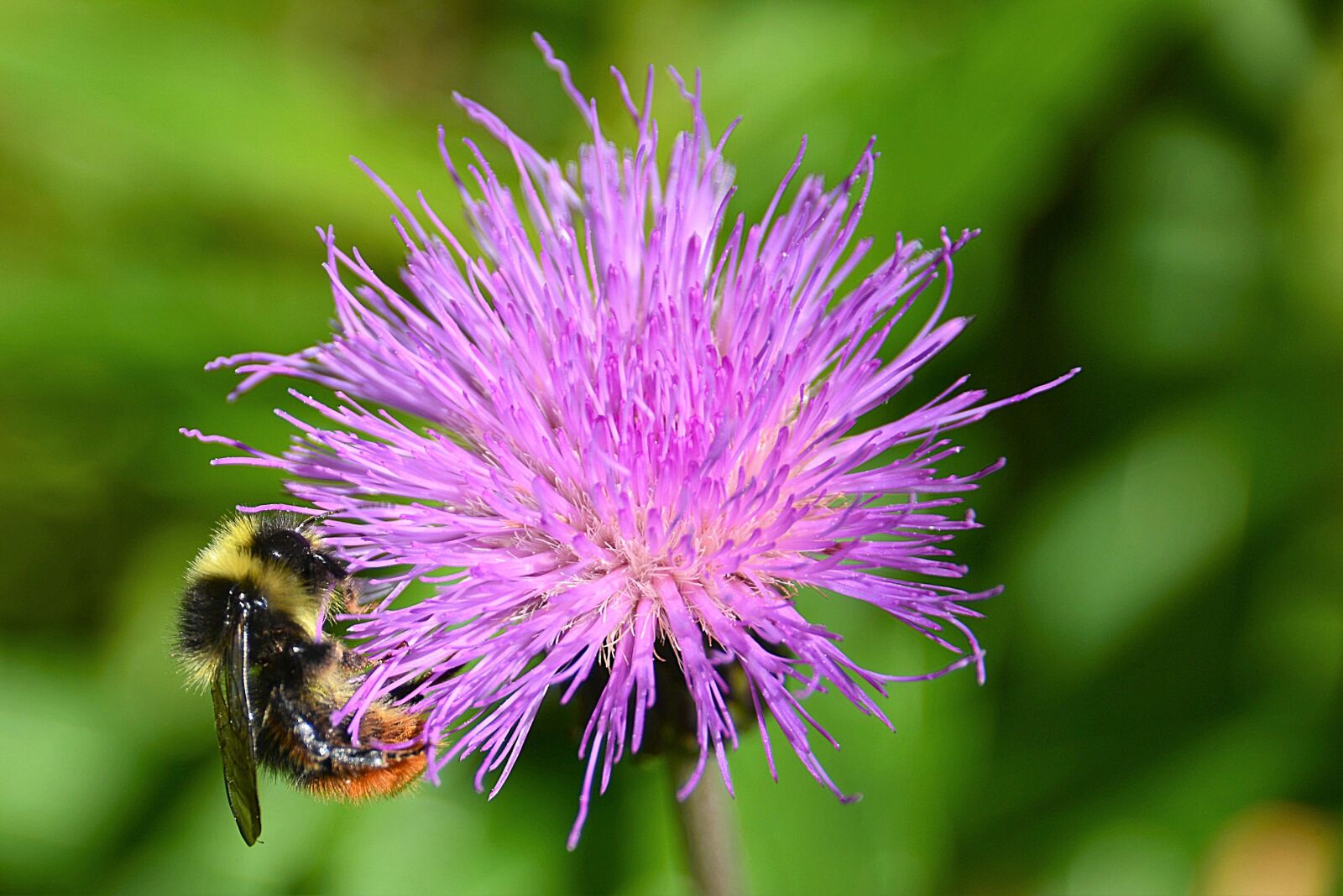 Nikon D610 sample photo. Wegdistel, hummel, mountain bumblebee photography