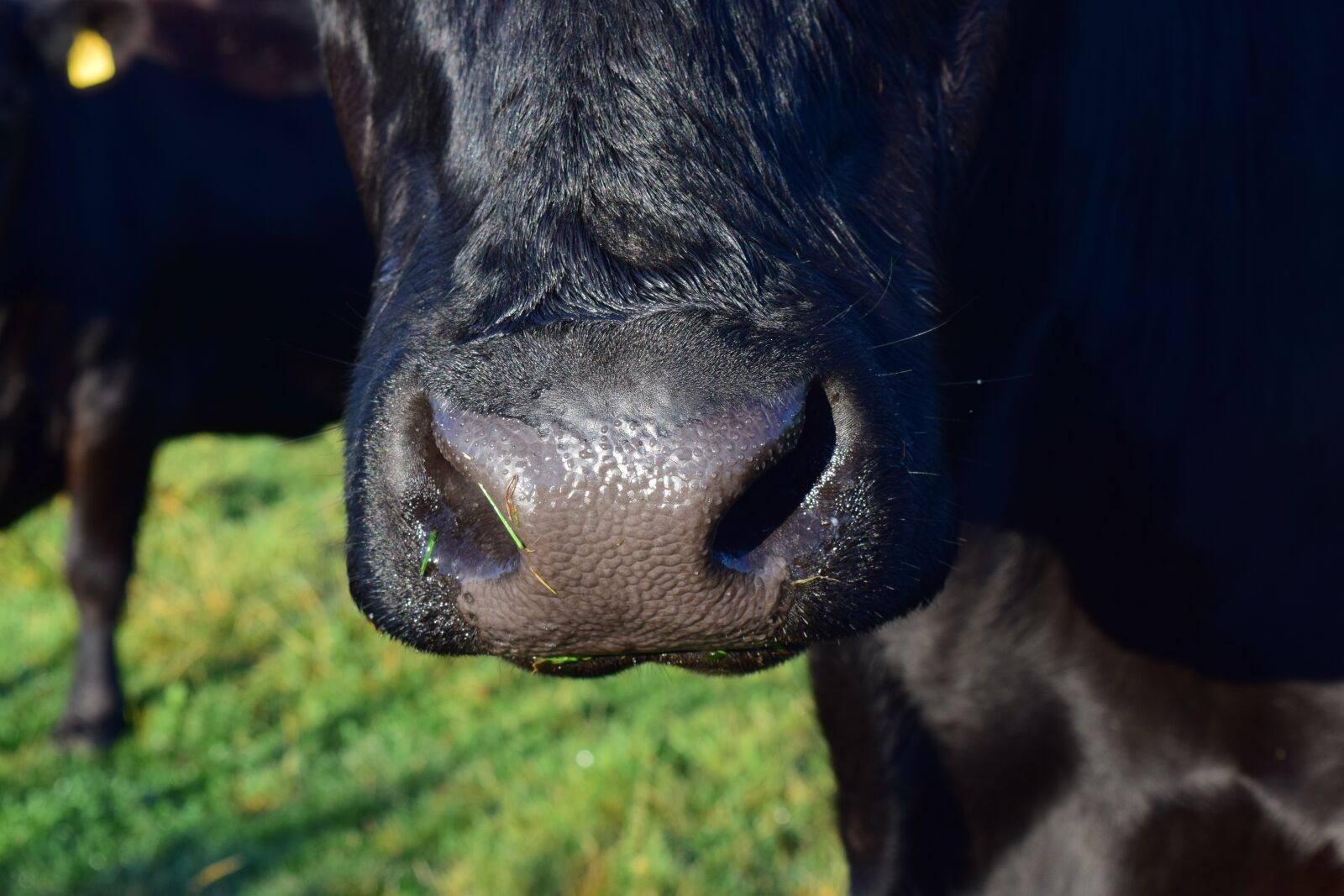Nikon D3300 sample photo. Cow, snout, animal photography
