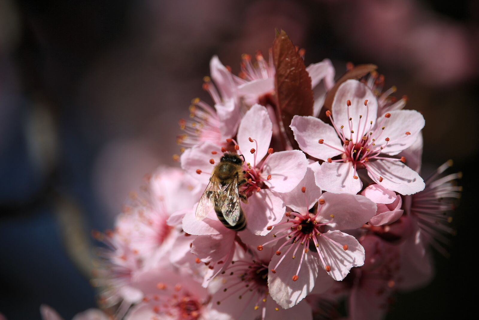 Canon EF-S 55-250mm F4-5.6 IS STM sample photo. Nature, insect, bee photography