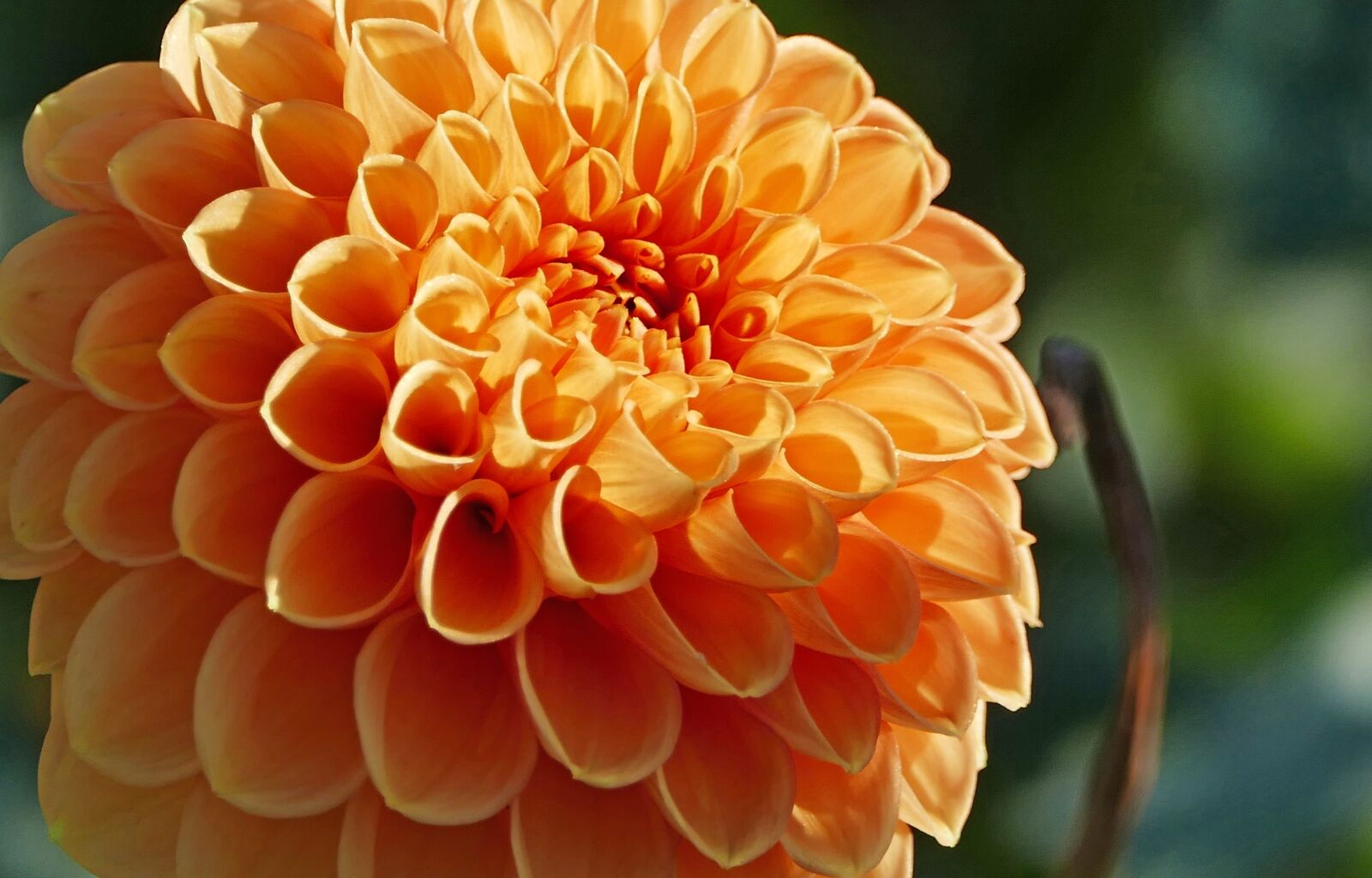Panasonic Lumix DMC-FZ1000 sample photo. Nature, garden, flowers photography