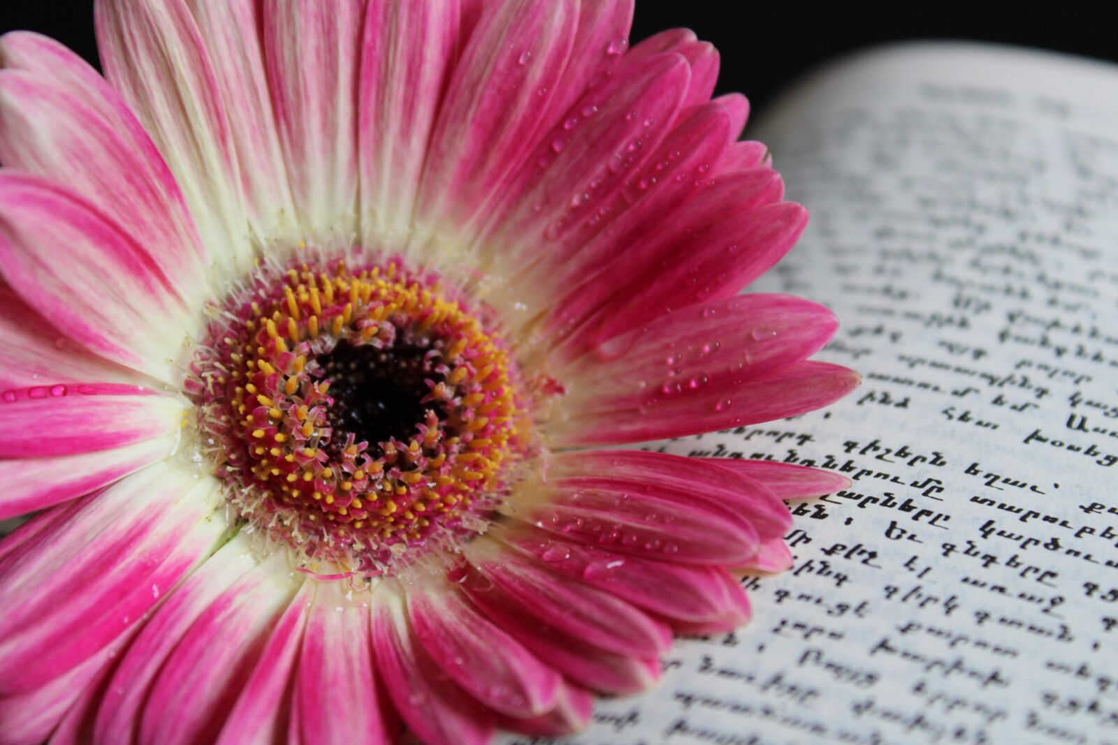 Canon EOS 2000D (EOS Rebel T7 / EOS Kiss X90 / EOS 1500D) sample photo. Gerbera, flower, nature photography