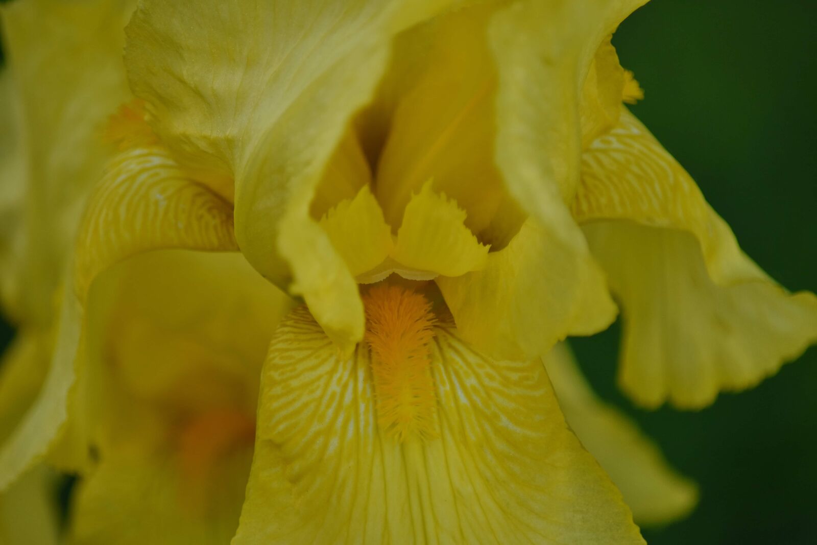 Nikon D5500 sample photo. Yellow, iris, plant, flower photography