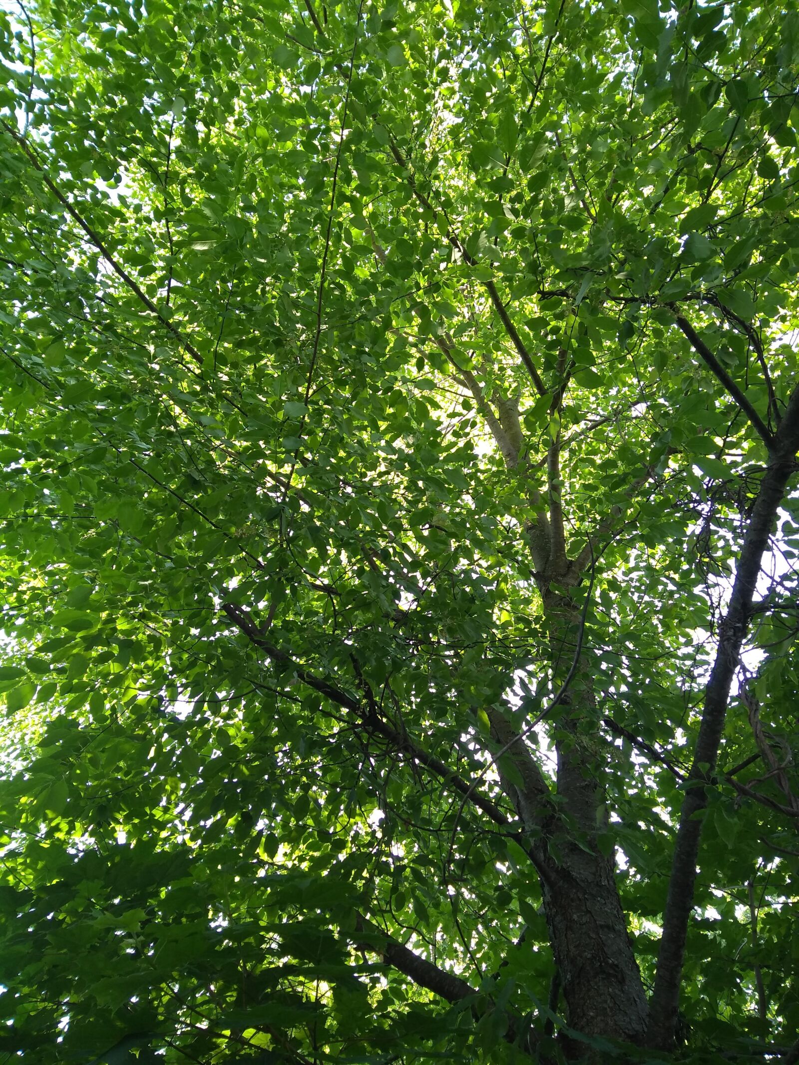 Motorola Moto G (5S) Plus sample photo. Tree, green, leaves photography