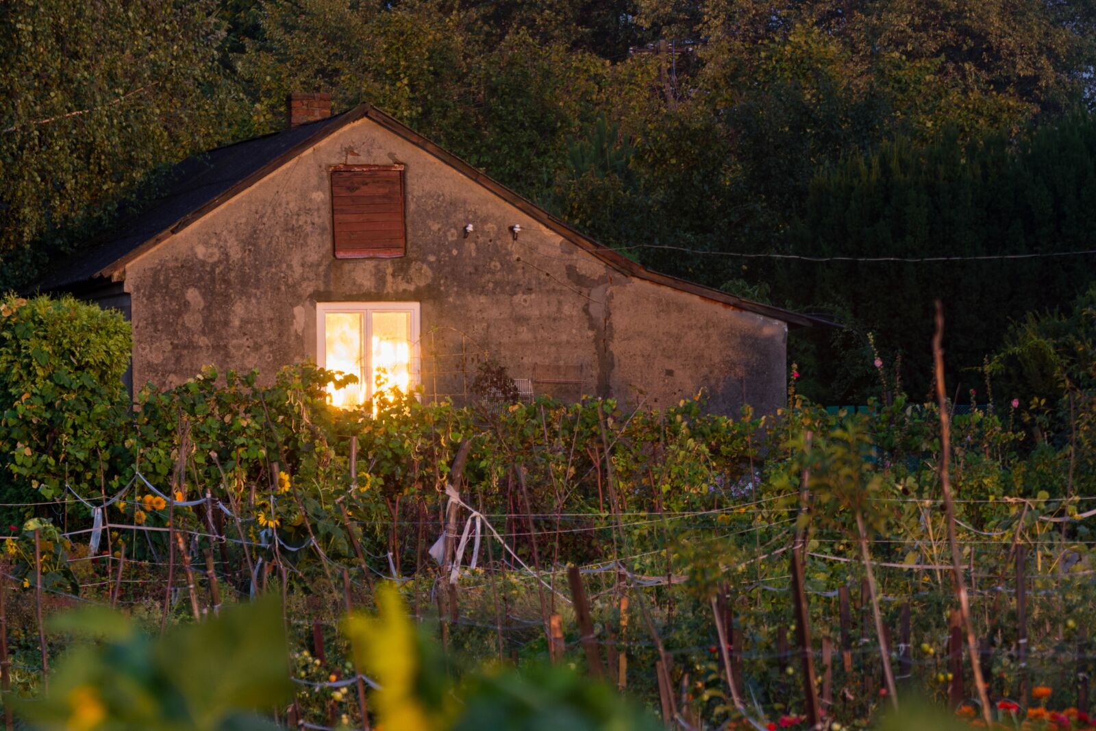 Tamron SP 70-300mm F4-5.6 Di VC USD sample photo. Evening, garden, cottage photography