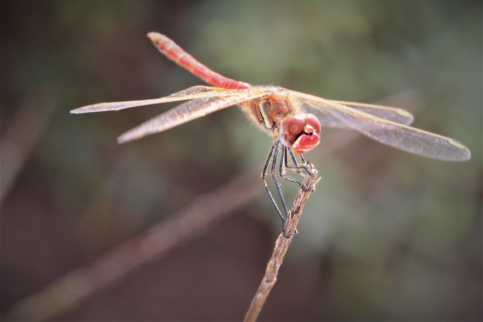 Canon EF-S 55-250mm F4-5.6 IS STM sample photo. Dragonfly, insect, nature photography