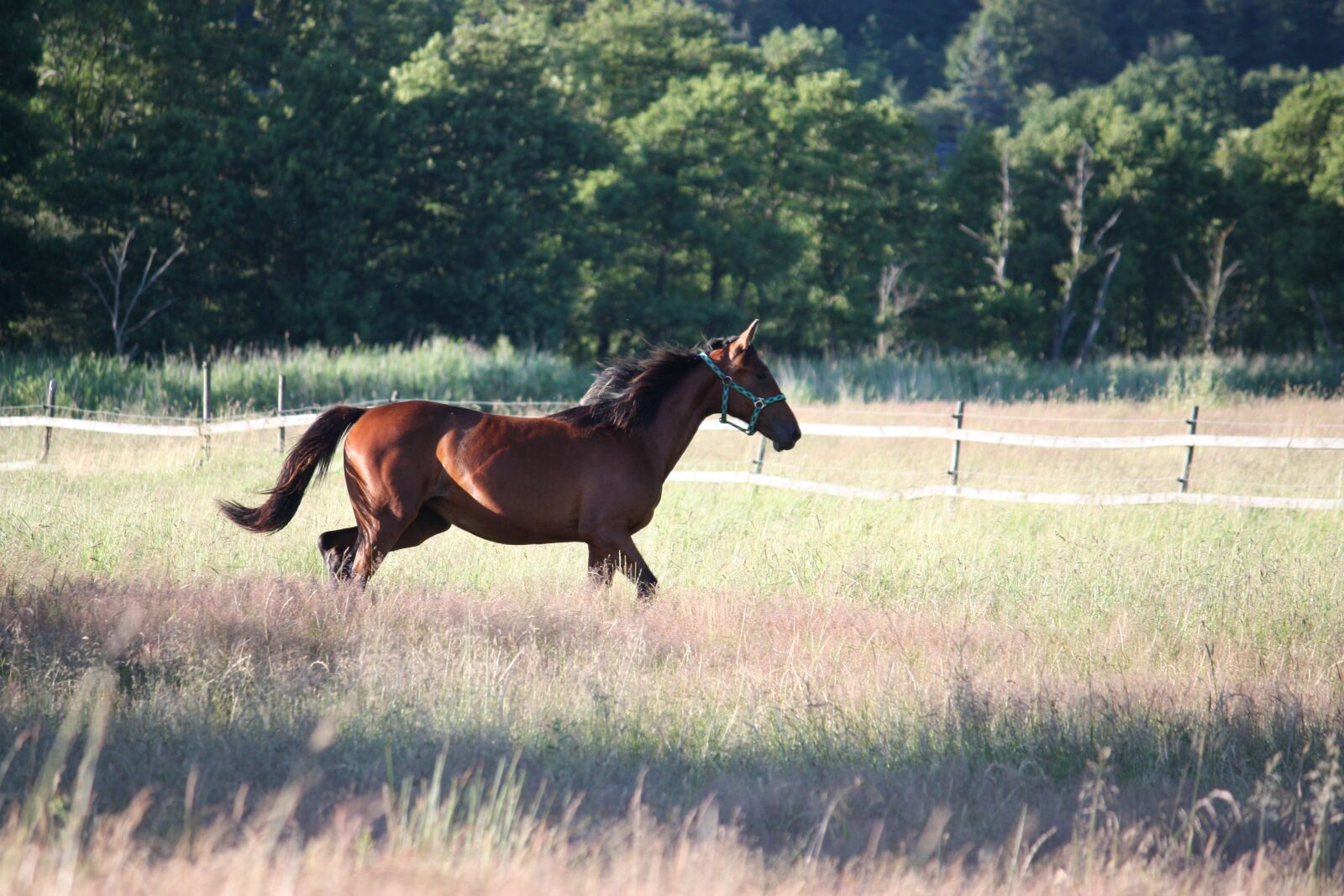 Canon EOS 450D (EOS Rebel XSi / EOS Kiss X2) sample photo. Horse, hage, summer photography