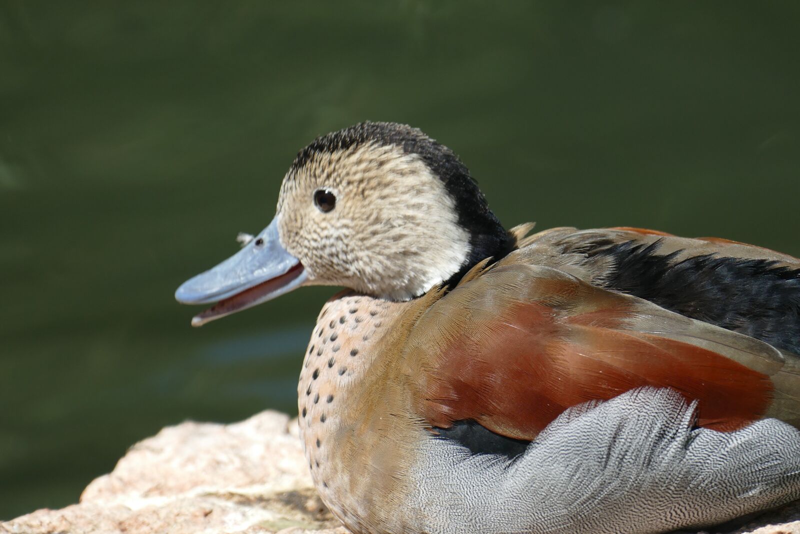 Panasonic Lumix DMC-FZ1000 sample photo. Mandarin ducks, pond, water photography