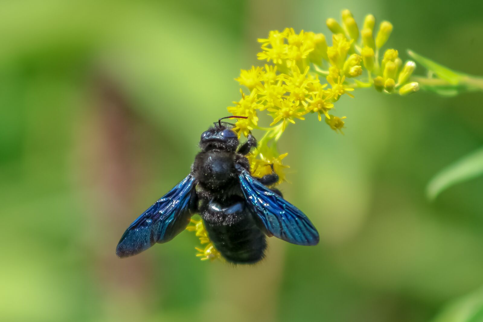Canon EF75-300mm f/4-5.6 sample photo. Wildflower, bee, wasp photography
