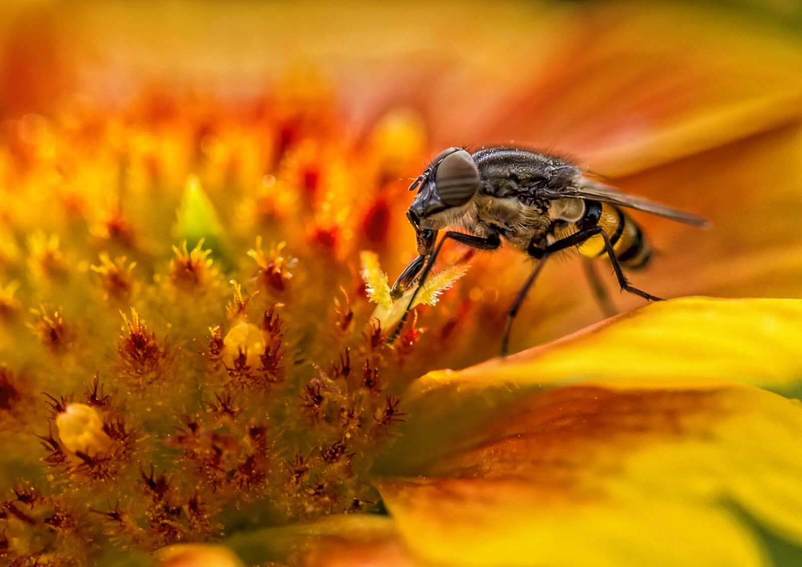 Canon EF 100mm F2.8L Macro IS USM sample photo. Insect, nature, bee photography