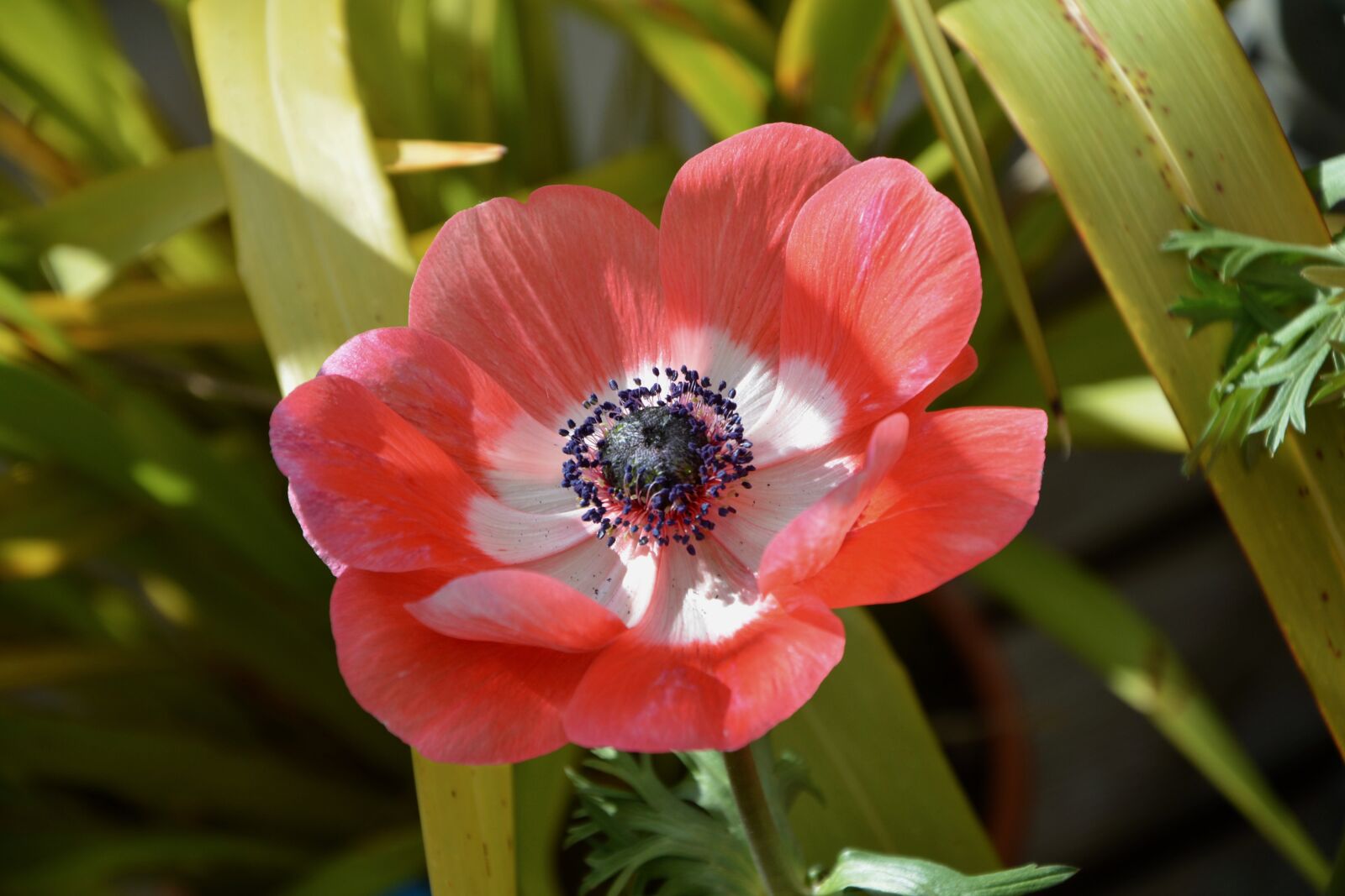 Nikon D5200 sample photo. Flower, plant, red anemone photography