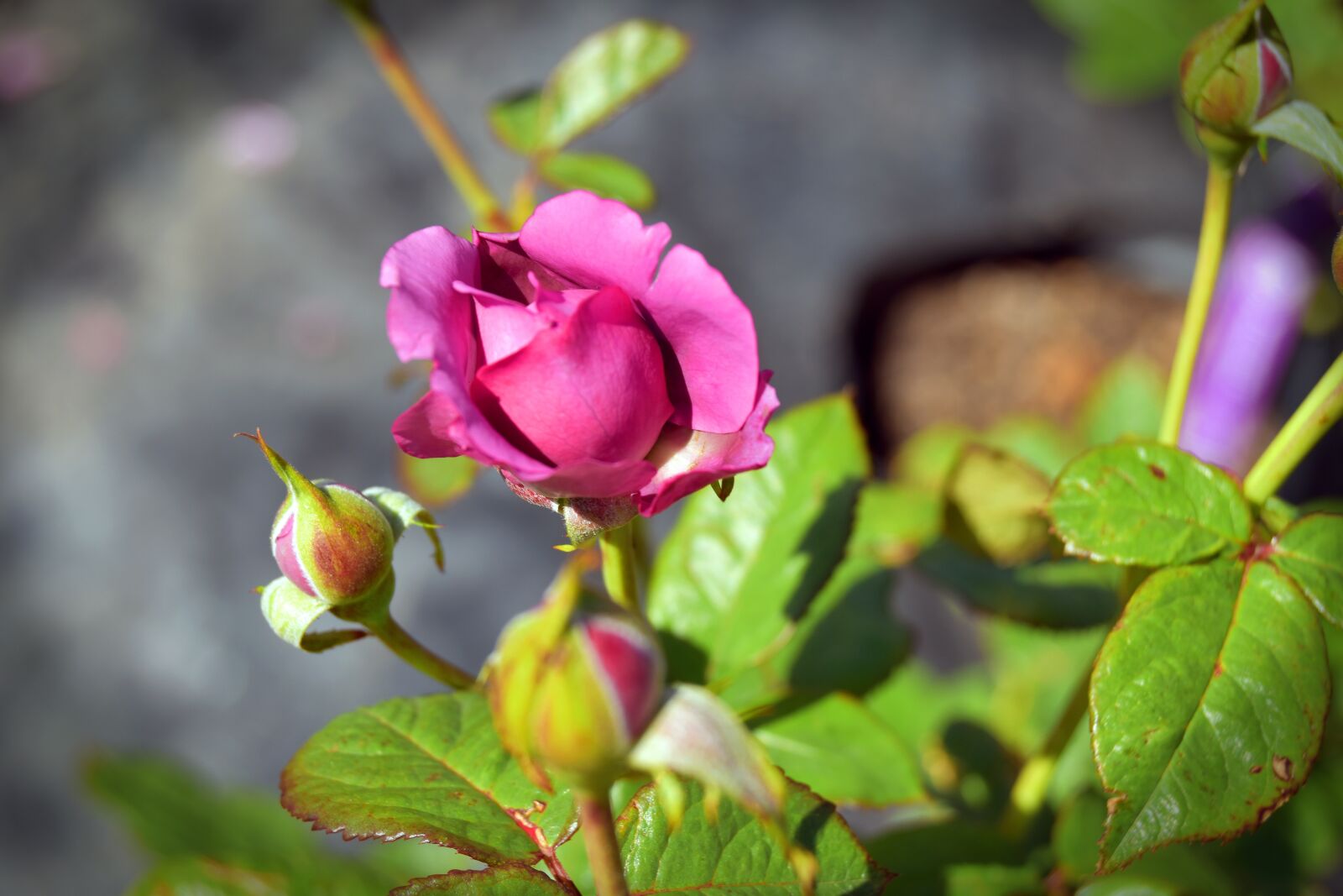 Nikon D5500 sample photo. Nature, leaf, flower photography