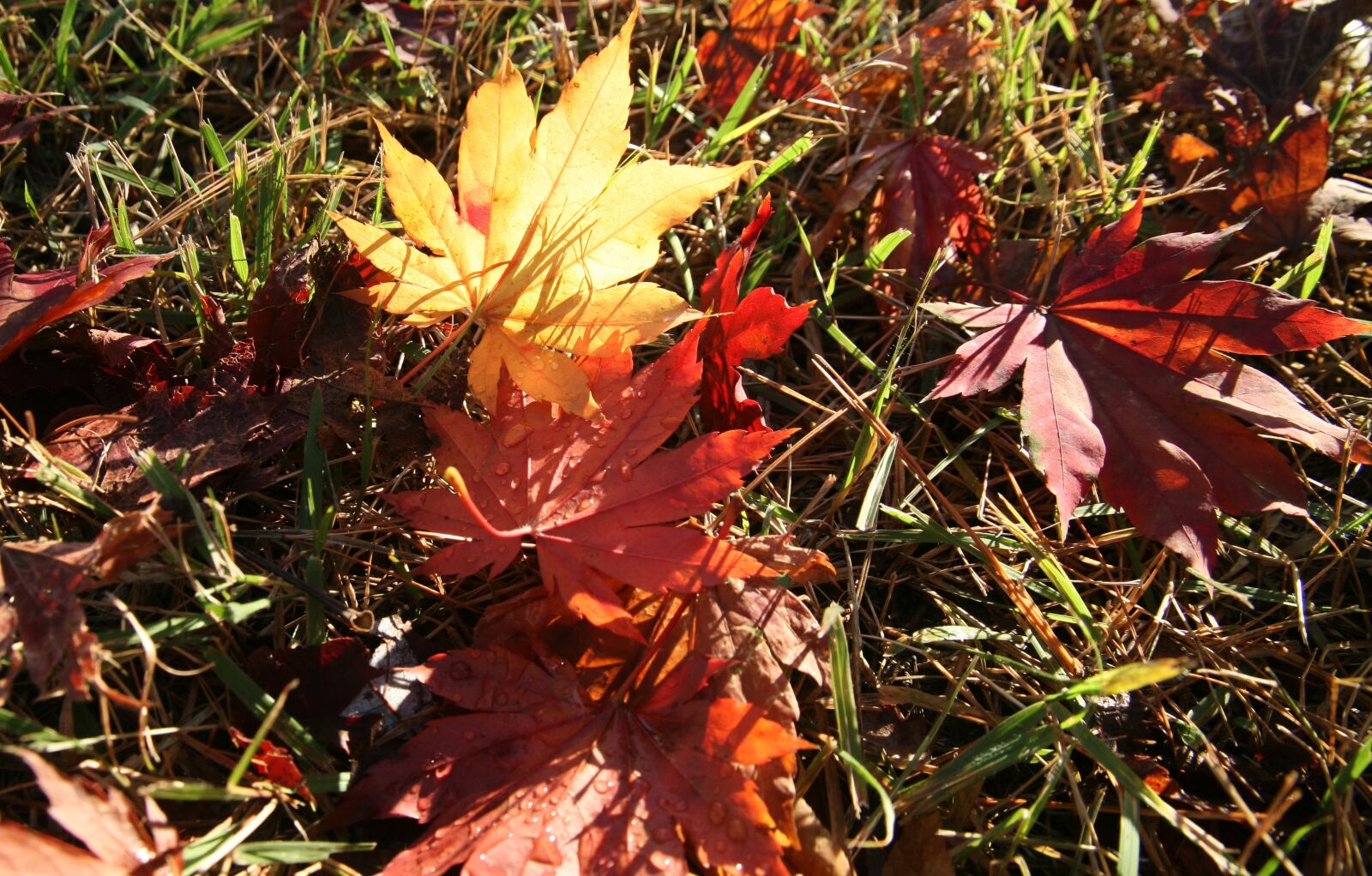 Canon EOS 5D sample photo. Autumn, autumn leaves, the photography