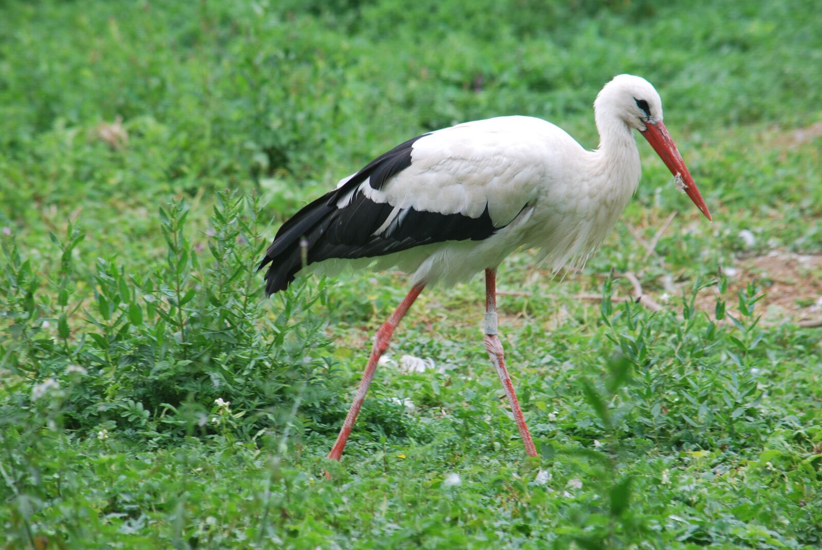 Nikon D60 sample photo. Alsace, stork, bird photography