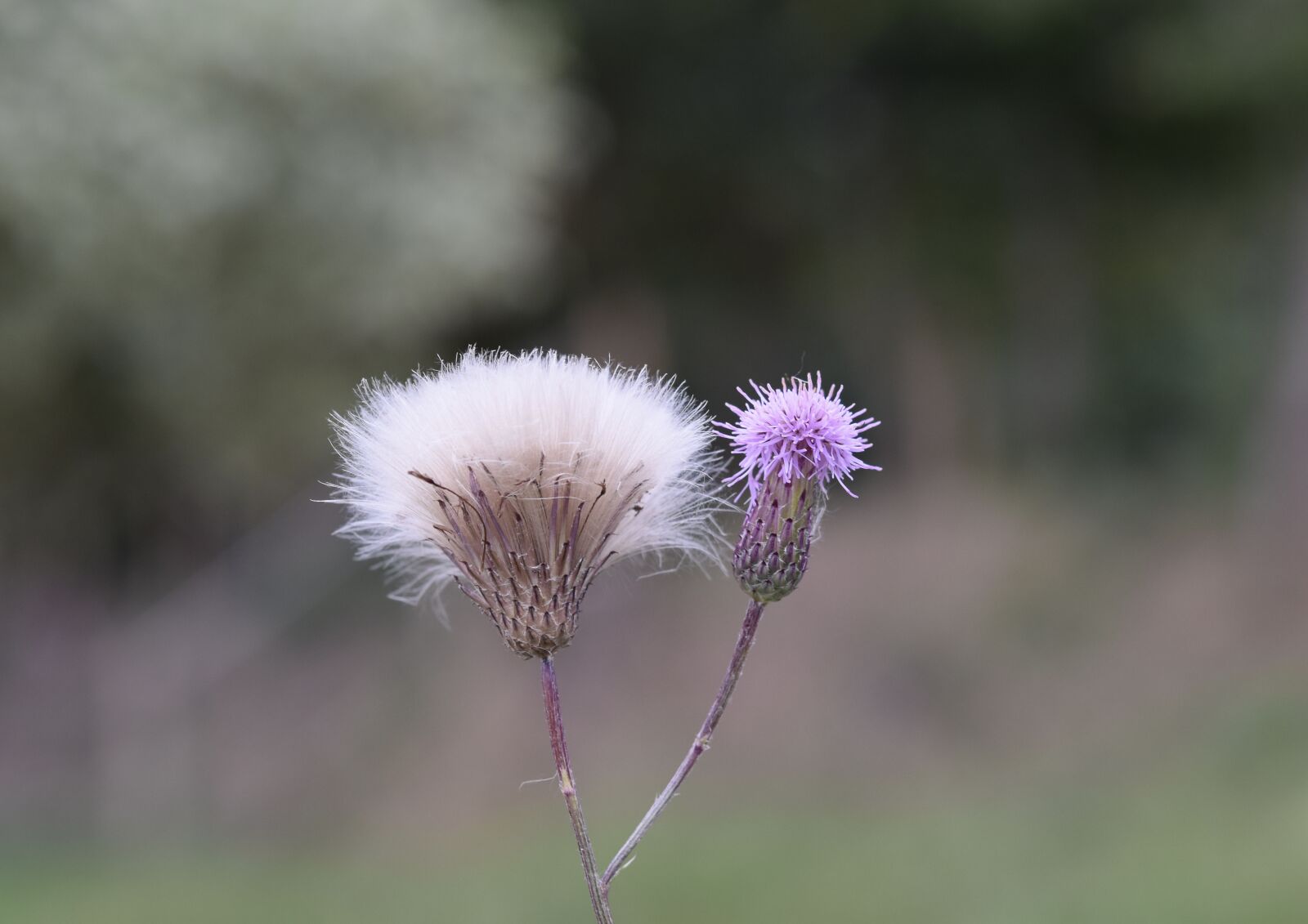 Nikon D5600 sample photo. Thistle flowers, thorny plants photography