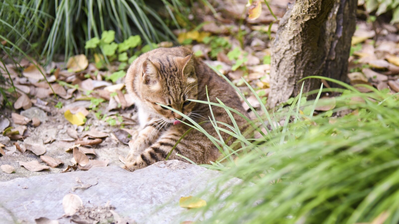 Nikon D750 sample photo. Cat, kitten, animal photography